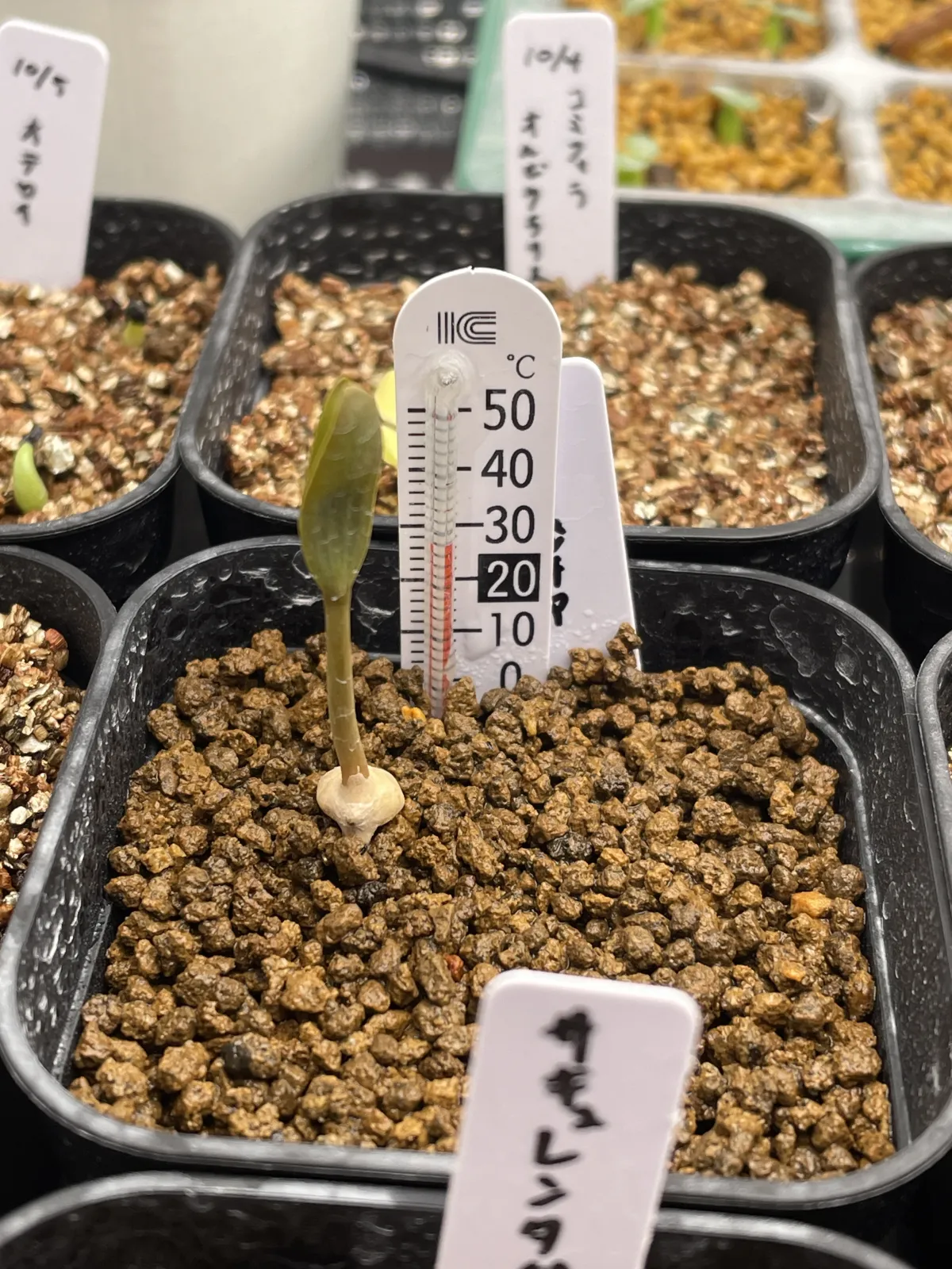 Welwitschia mirabilis ([無料種子/発芽難ロット] ウェルウィッチア ミラビリス 奇想天外)
