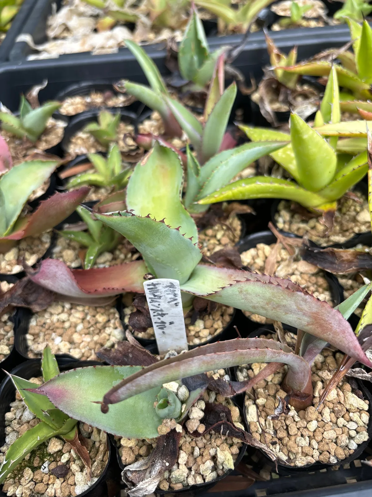Agave karwinskii (アガベ カルウィンスキー)