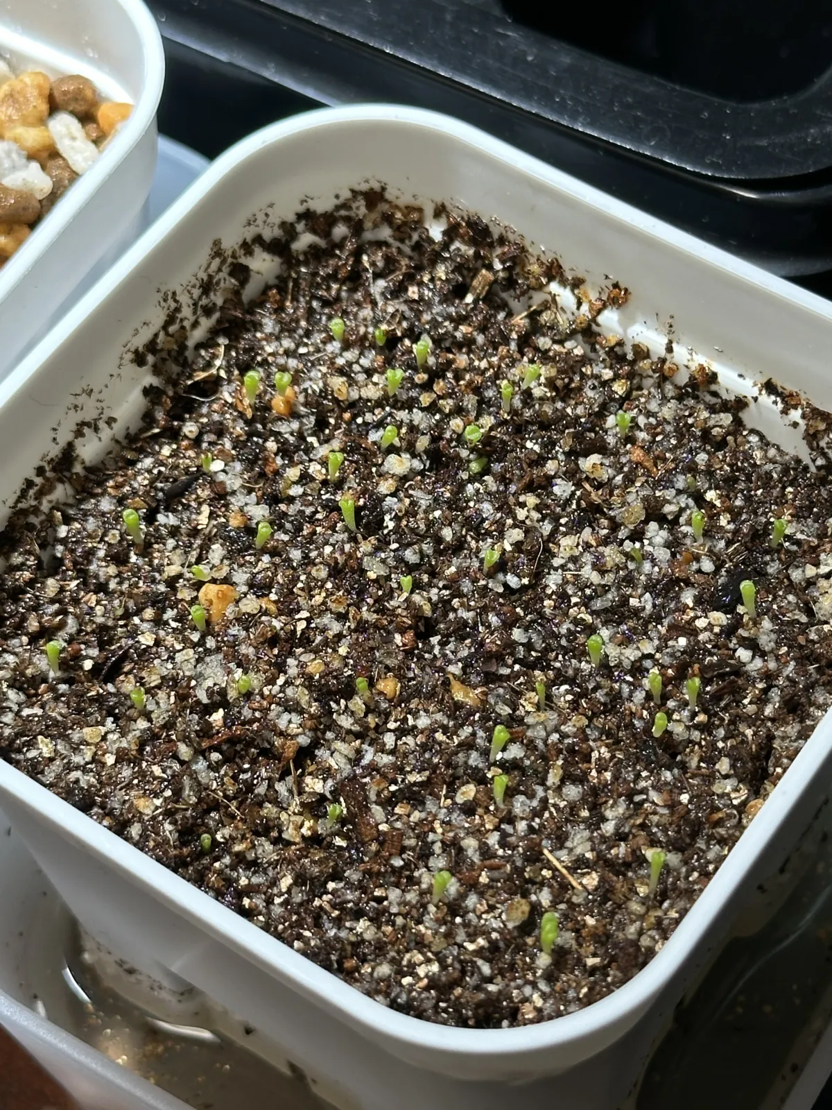 Lithops optica var. Rubra (リトープス 紅大内玉)