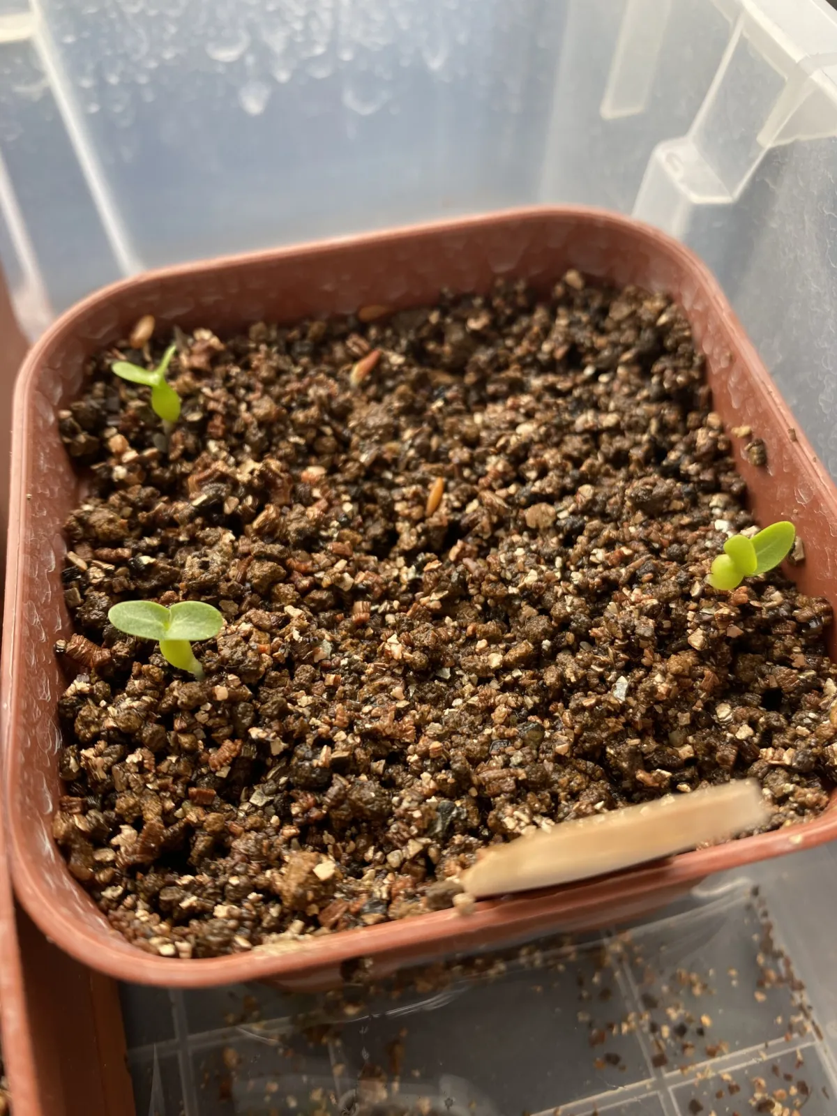 Pachypodium rosulatum var. eburneum (パキポディウム エブレネウム)
