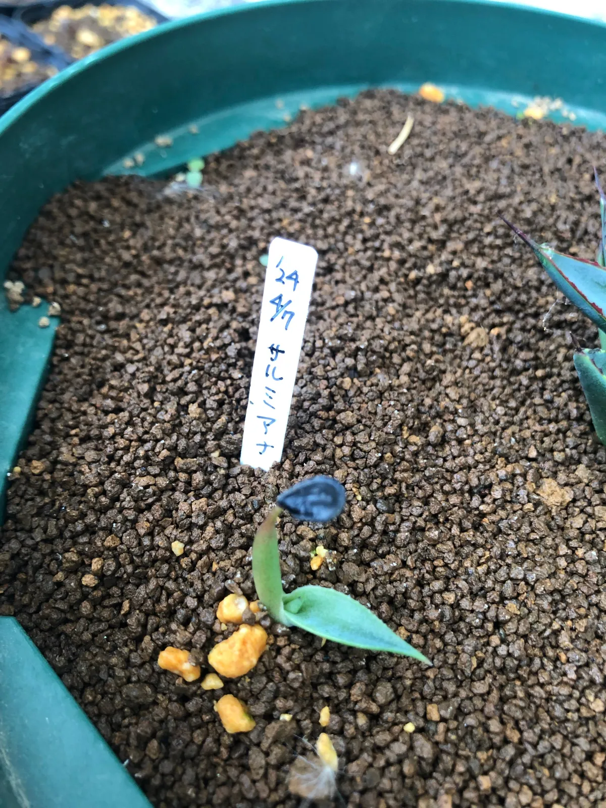 Agave salmiana ssp. salmiana (アガベ サルミアナ)