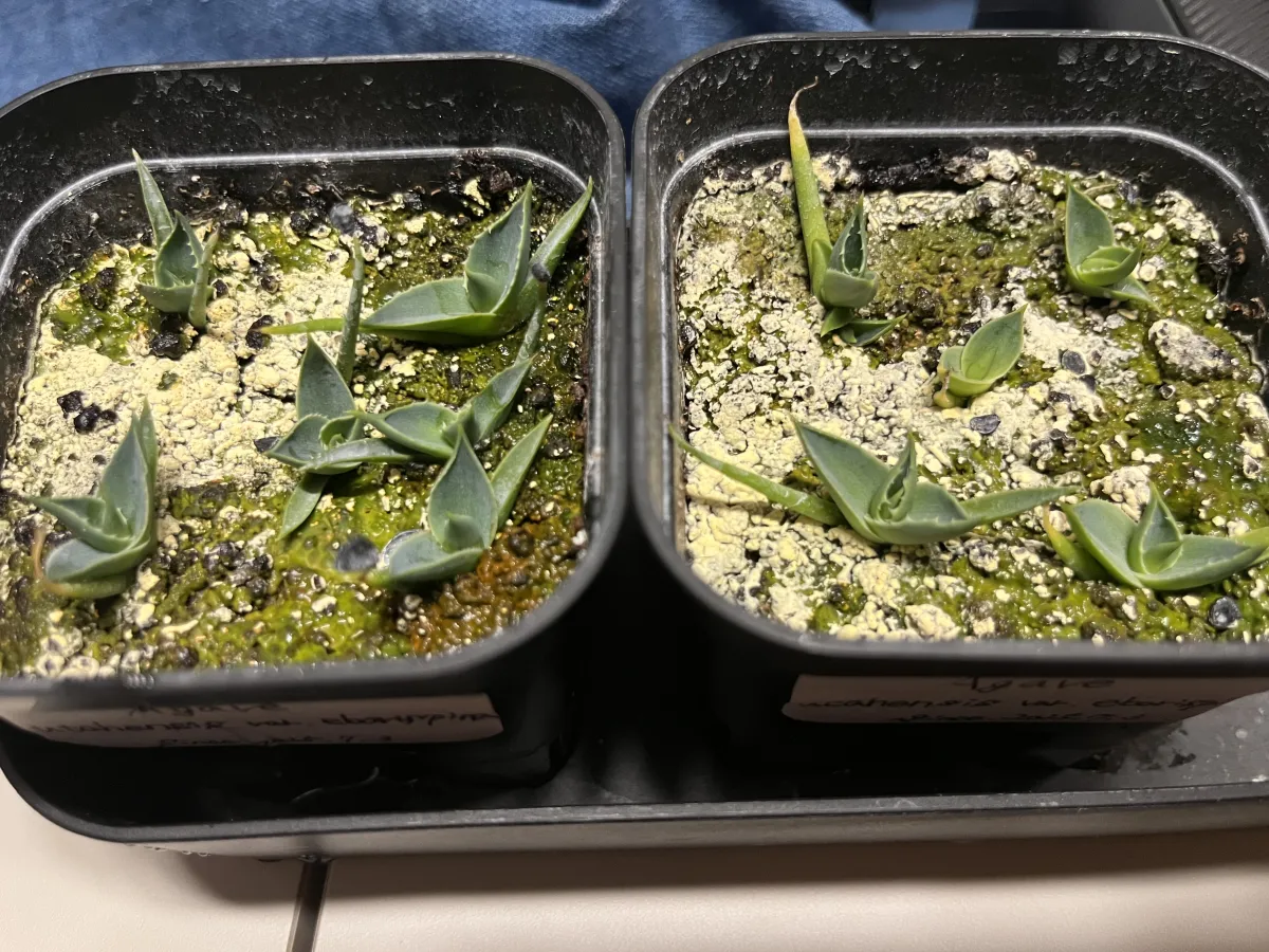 Agave utahensis var. eborispina (アガベ エボリスピナ)