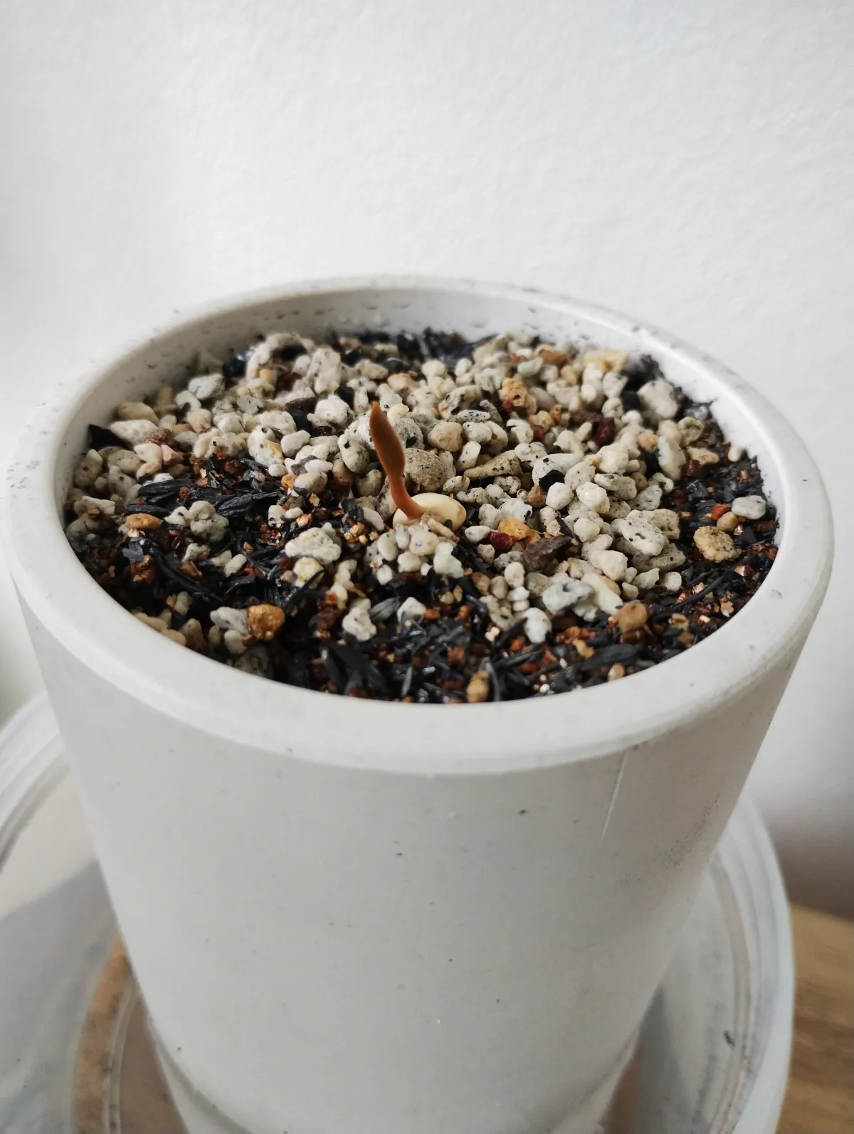 Welwitschia mirabilis ([無料種子/発芽難ロット] ウェルウィッチア ミラビリス 奇想天外)