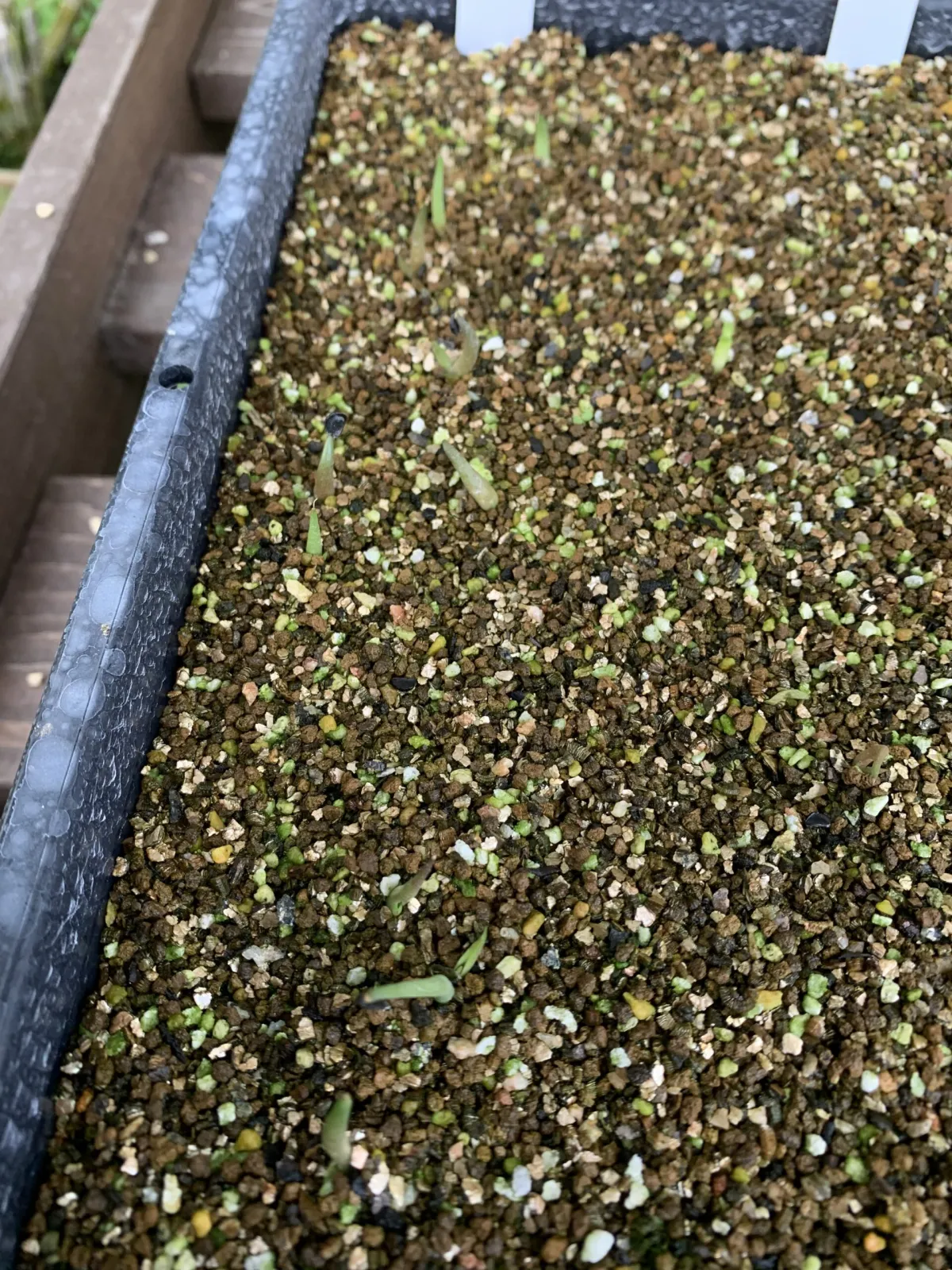 Agave titanota Blue Lot. (アガベ チタノタブルー)