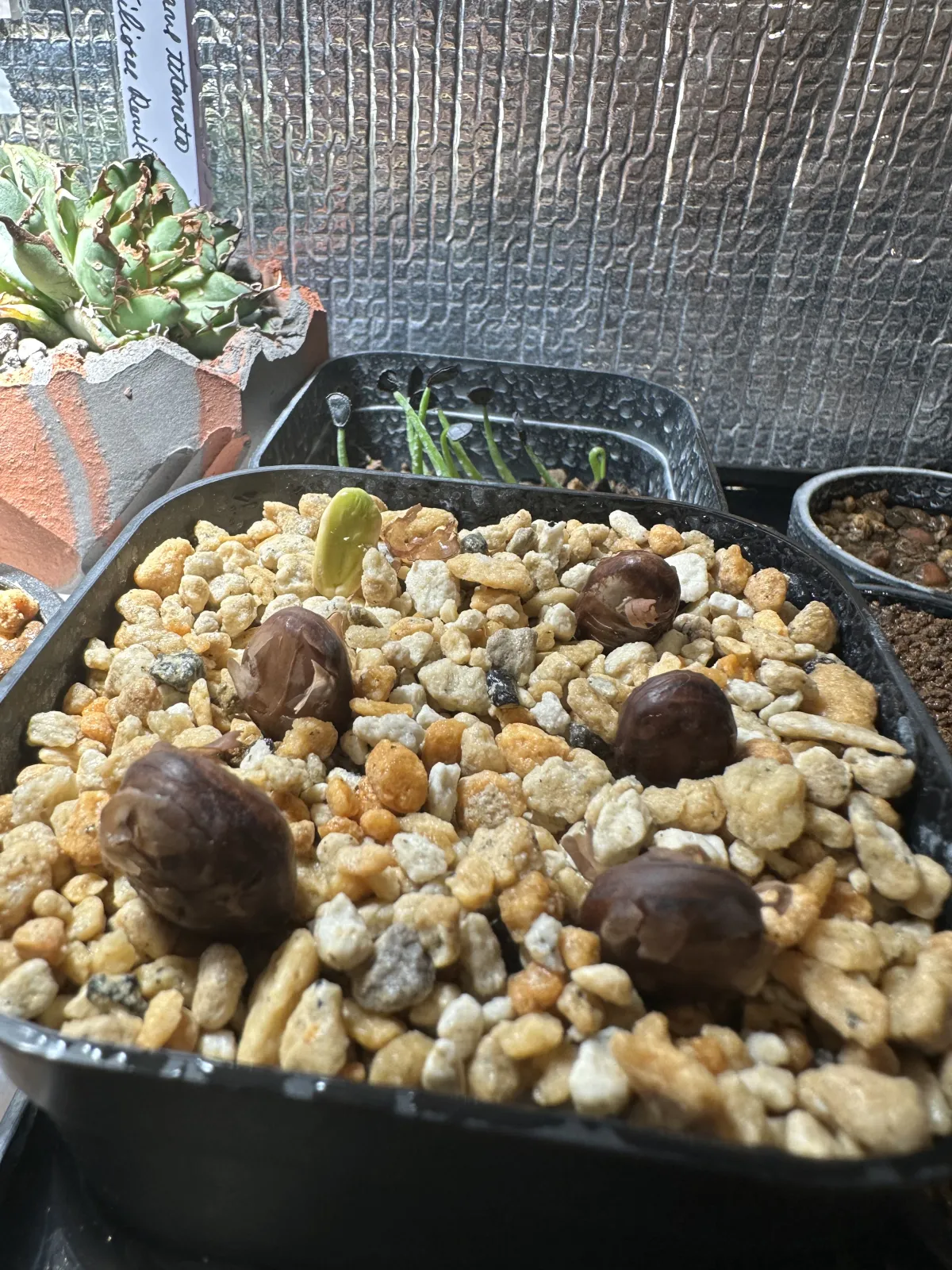Delonix pumila (デロニクス プミラ)