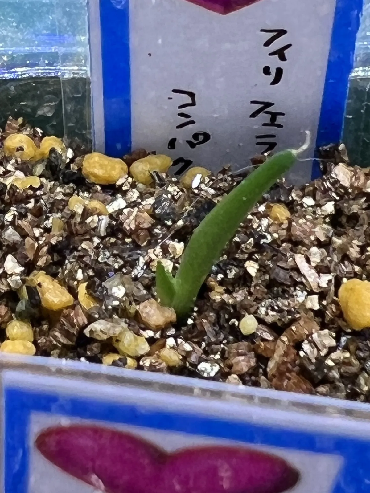 Agave filifera var. compacta (アガベ フィリフェラコンパクタ)