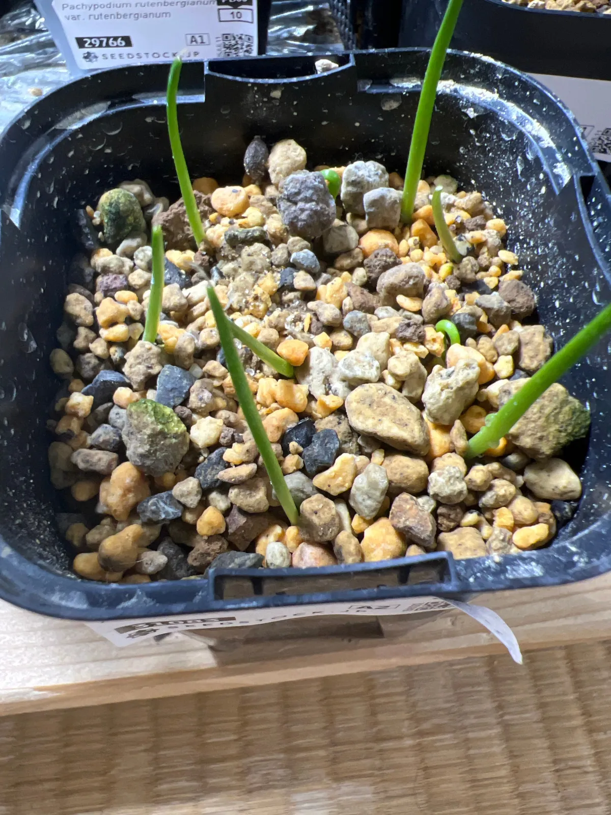 Agave parryi var. truncata (アガベ パリー トランカータ)