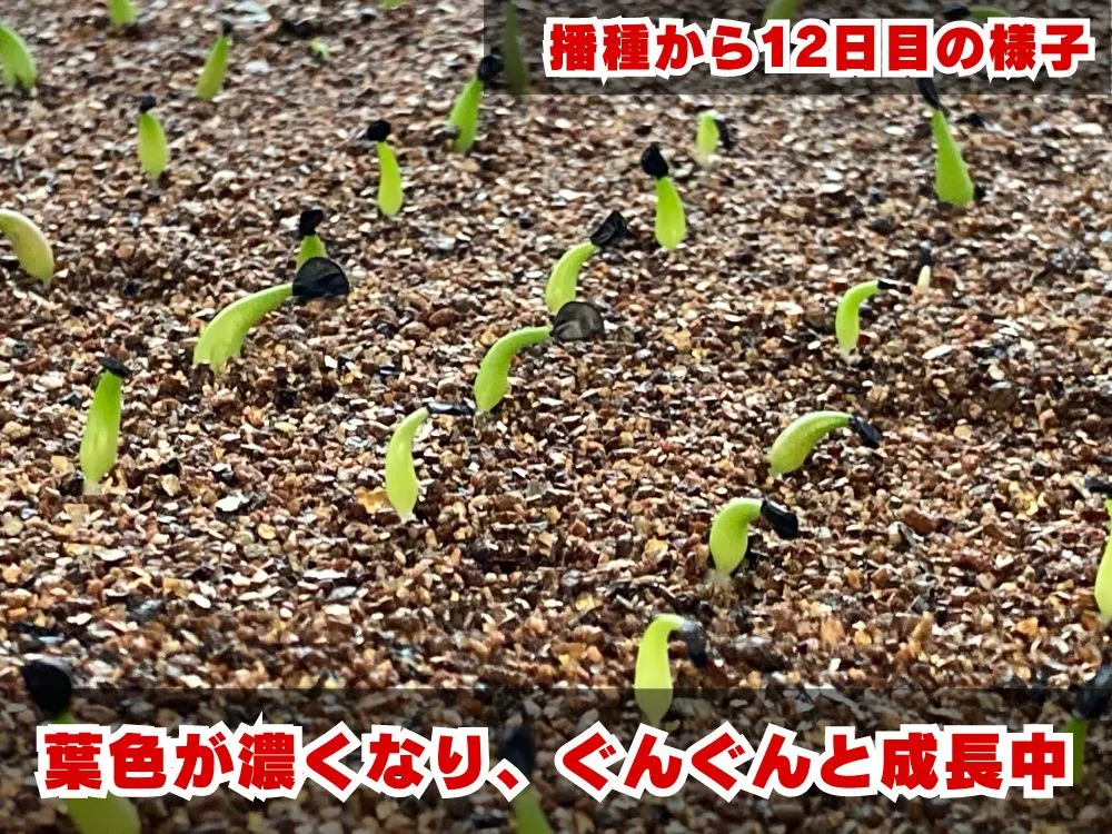 Agave titanota Blue Lot. (アガベ チタノタブルー)