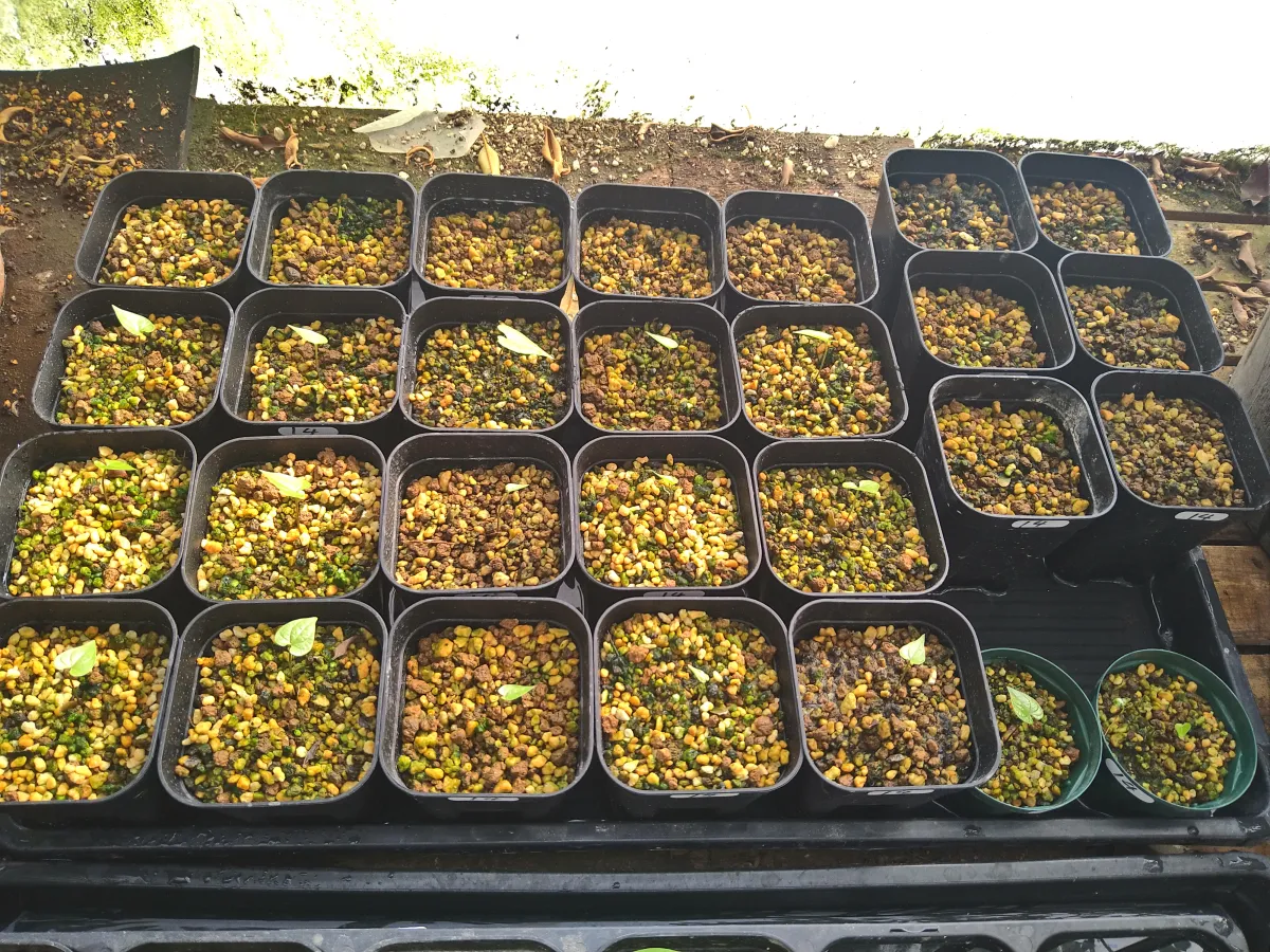 Dioscorea sylvatica (ディオスコレア シルバティカ)