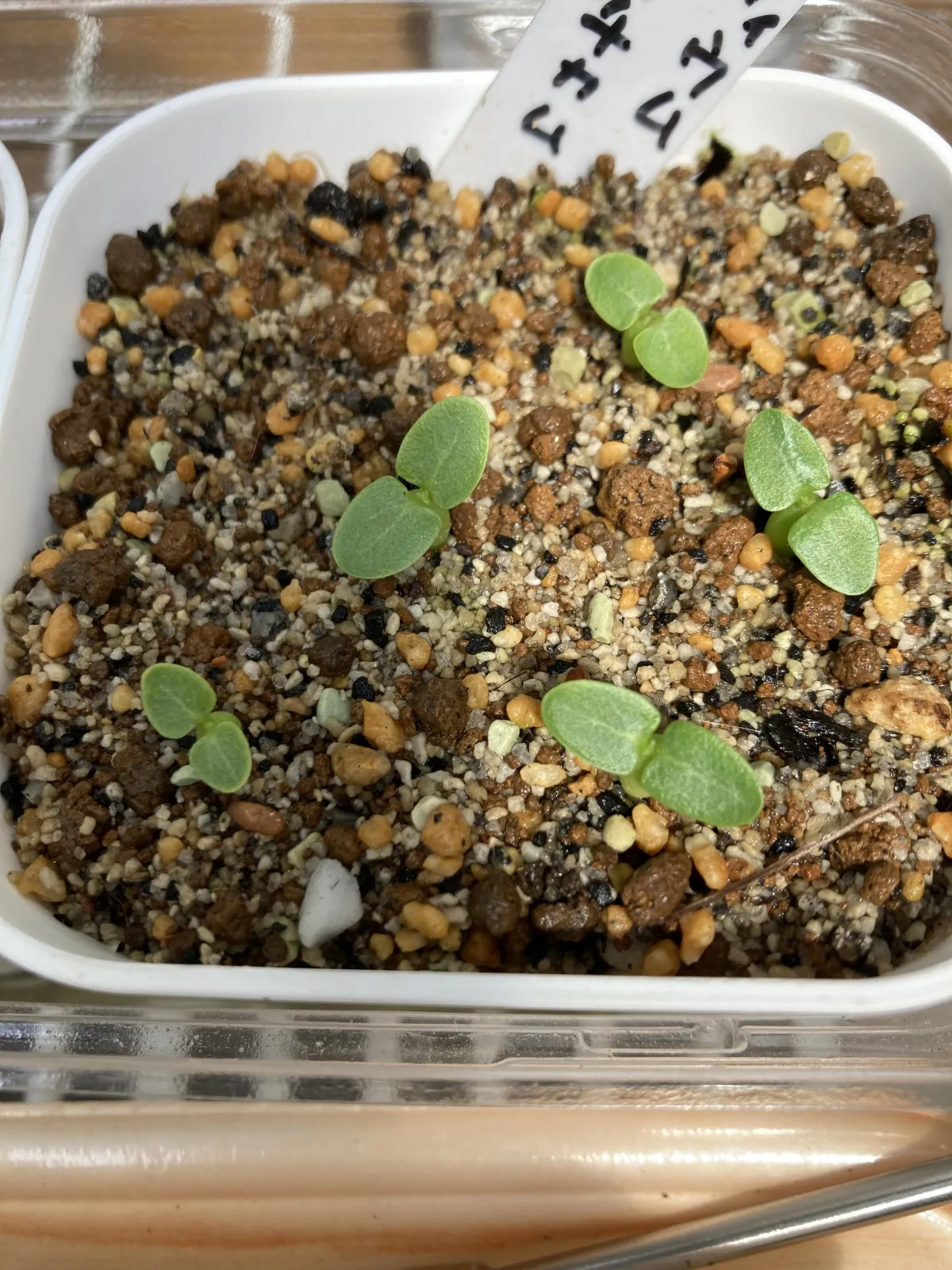 Pachypodium enigmaticum (パキポディウム エニグマチカム)