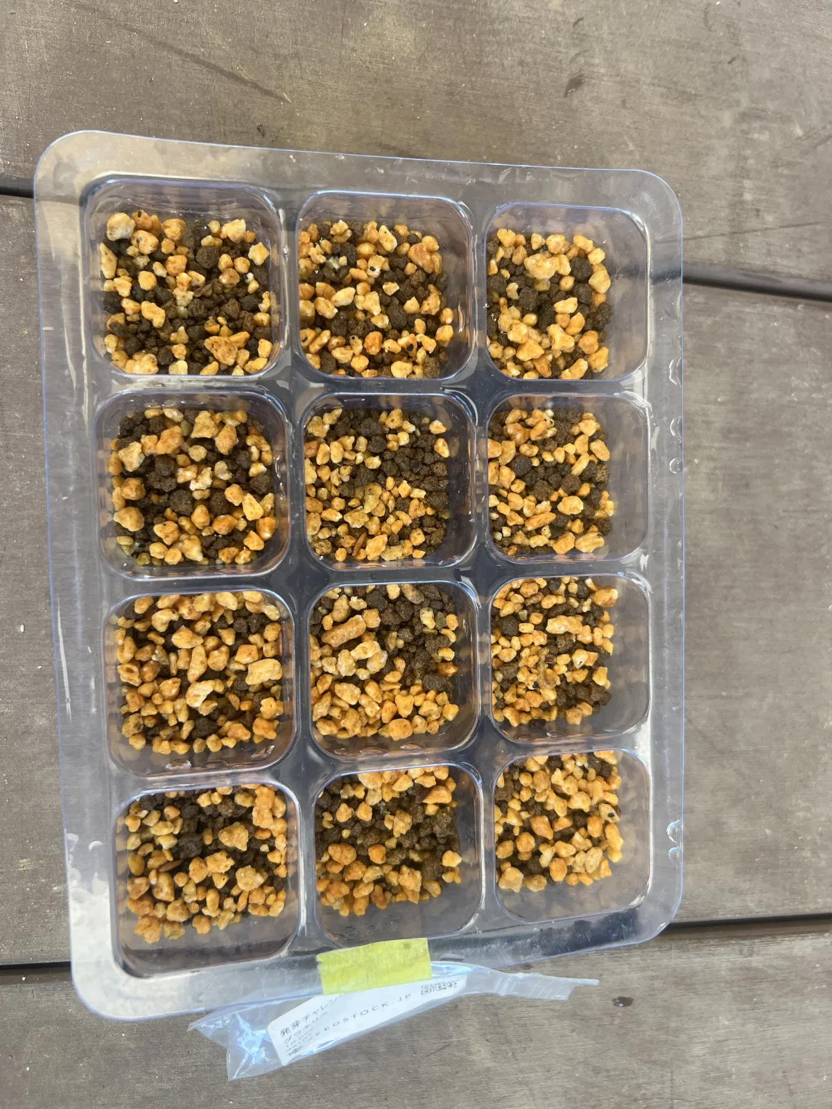 Pachypodium rosulatum var. gracilius ([無料種子] 発芽難 パキポディウム グラキリス　)