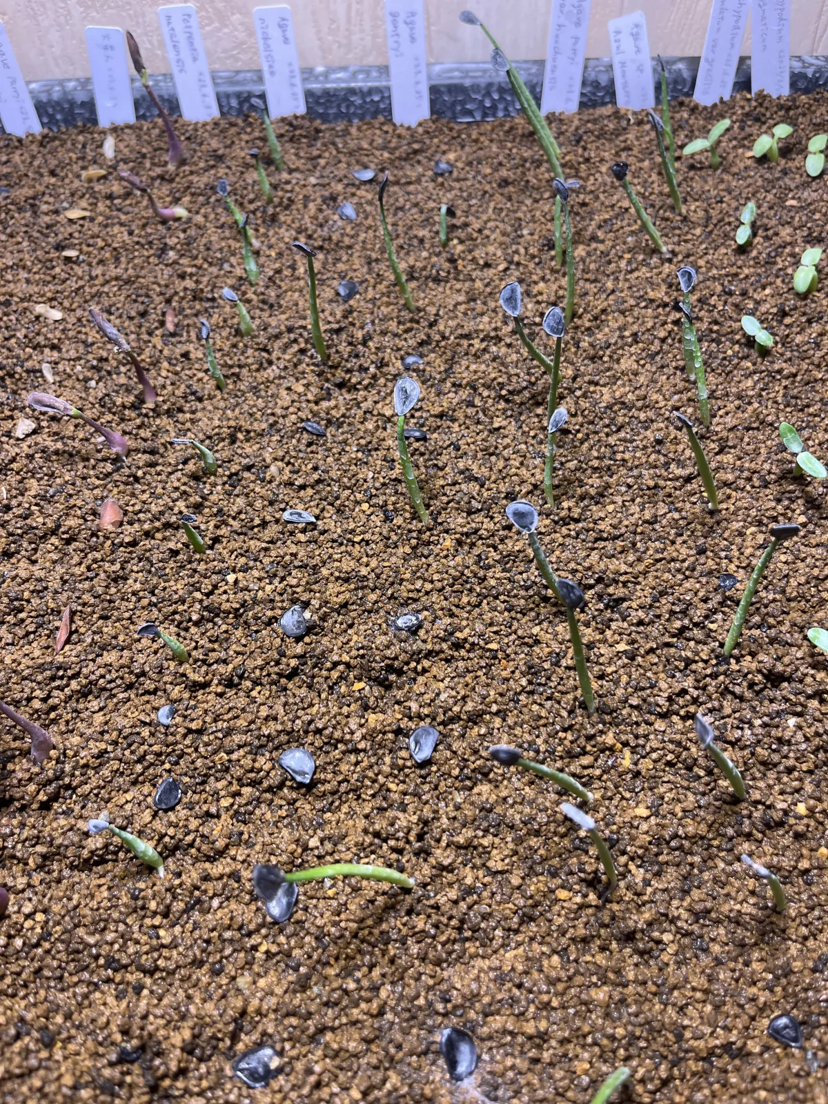 Agave gentryi (アガベ ジェントリー)