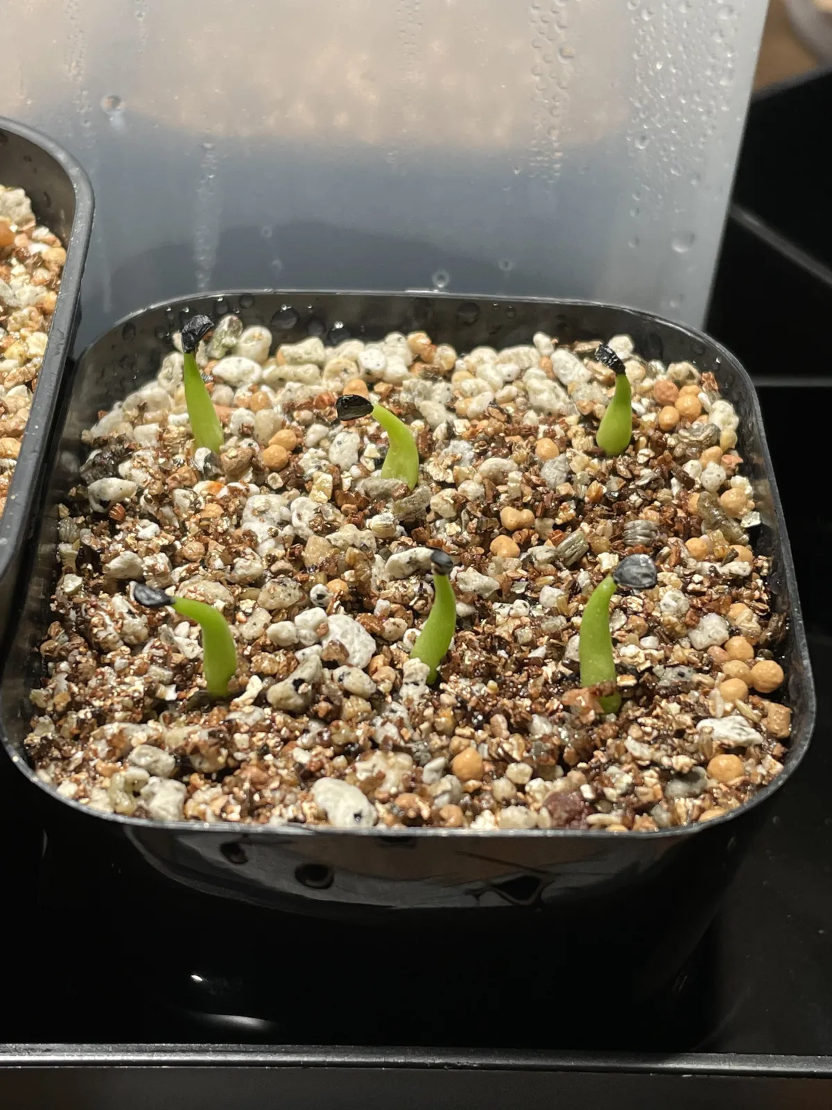 Agave victoriae-reginae ssp. swobodae (アガベ ビクトリアレジーナ スワボダエ)