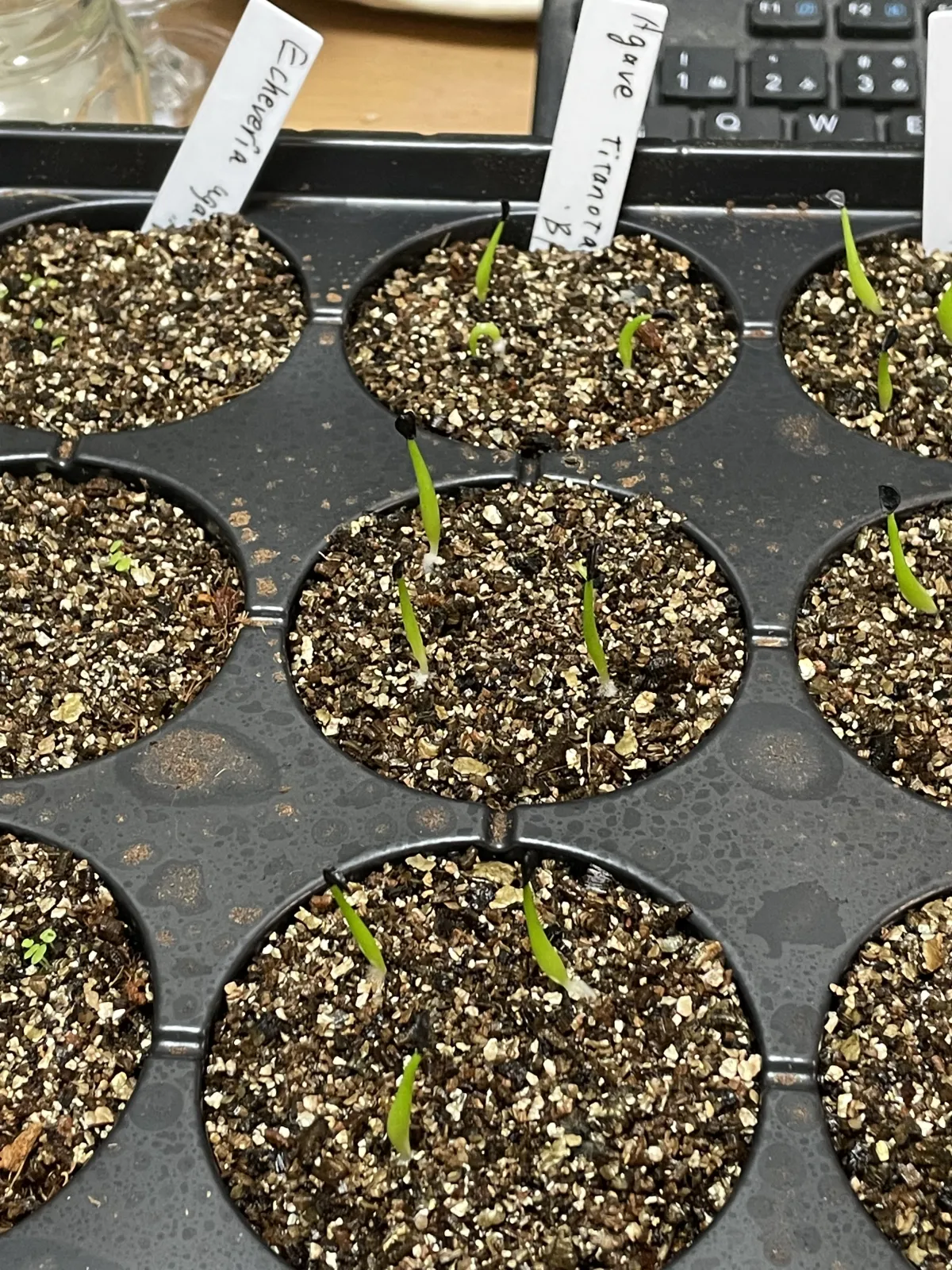 Agave titanota Blue Lot. (アガベ チタノタブルー)