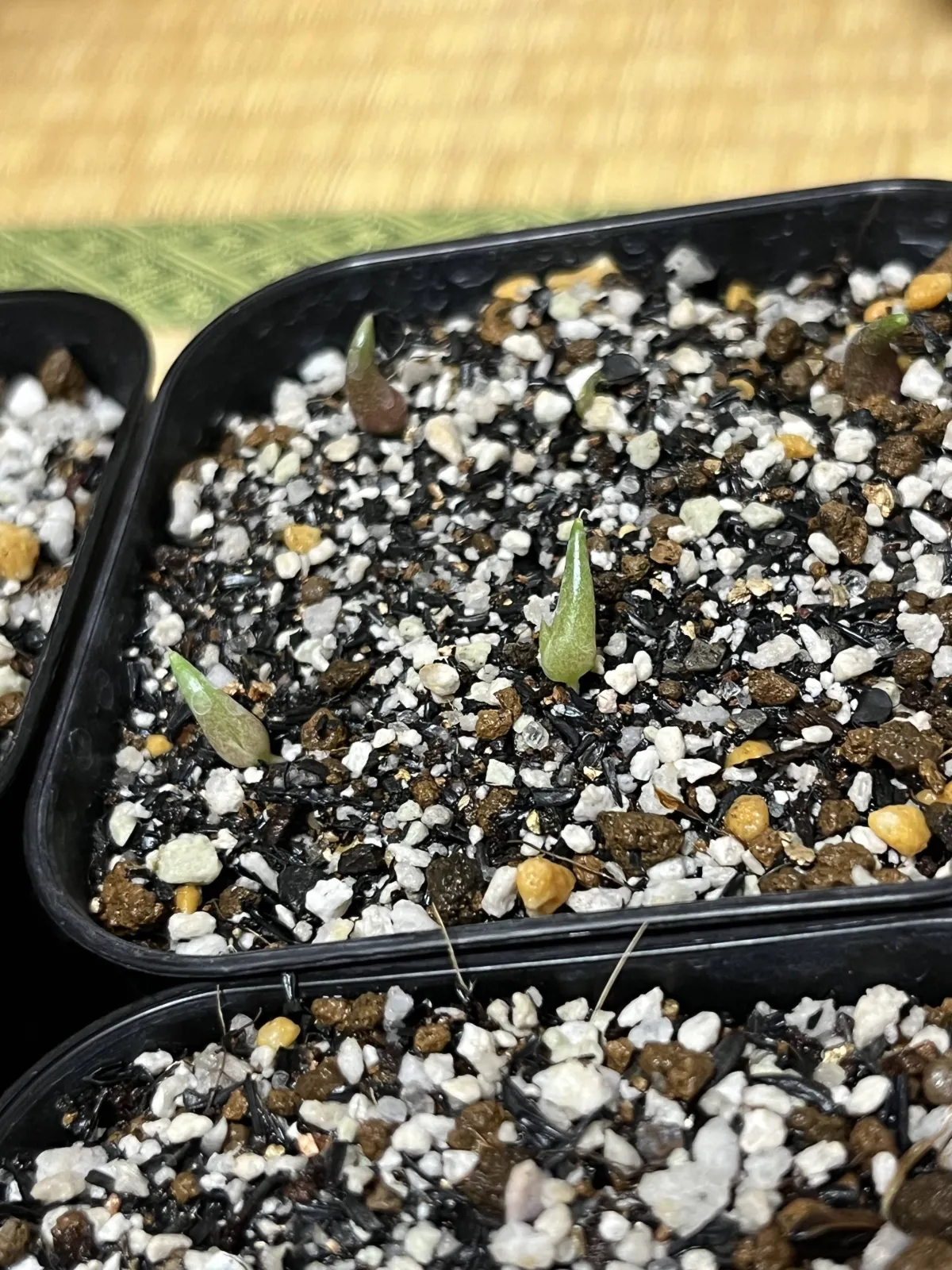 Agave oteroi Lot. (アガベ オテロイ)