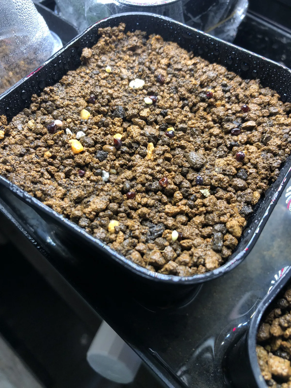 Astrophytum asterias cv. Super kabuto (アストロフィツム スーパー兜)