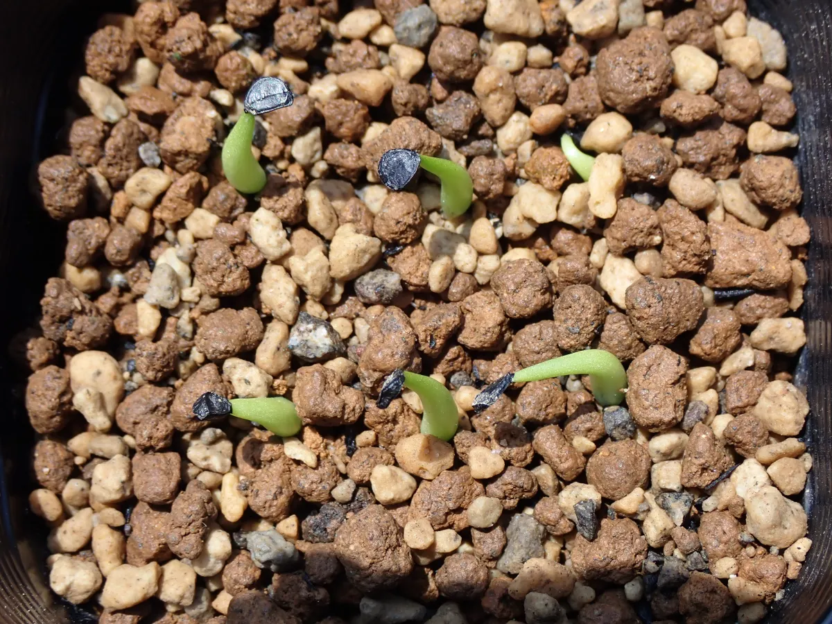 Agave victoriae-reginae ssp. swobodae (アガベ スワボダエ コンパクタ)