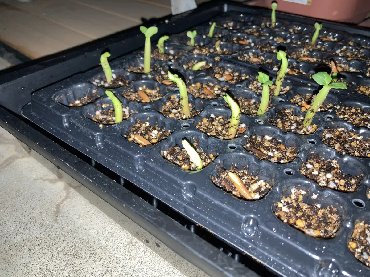 PNW Adenium arabicum phet na wang (アデニウム アラビカム)