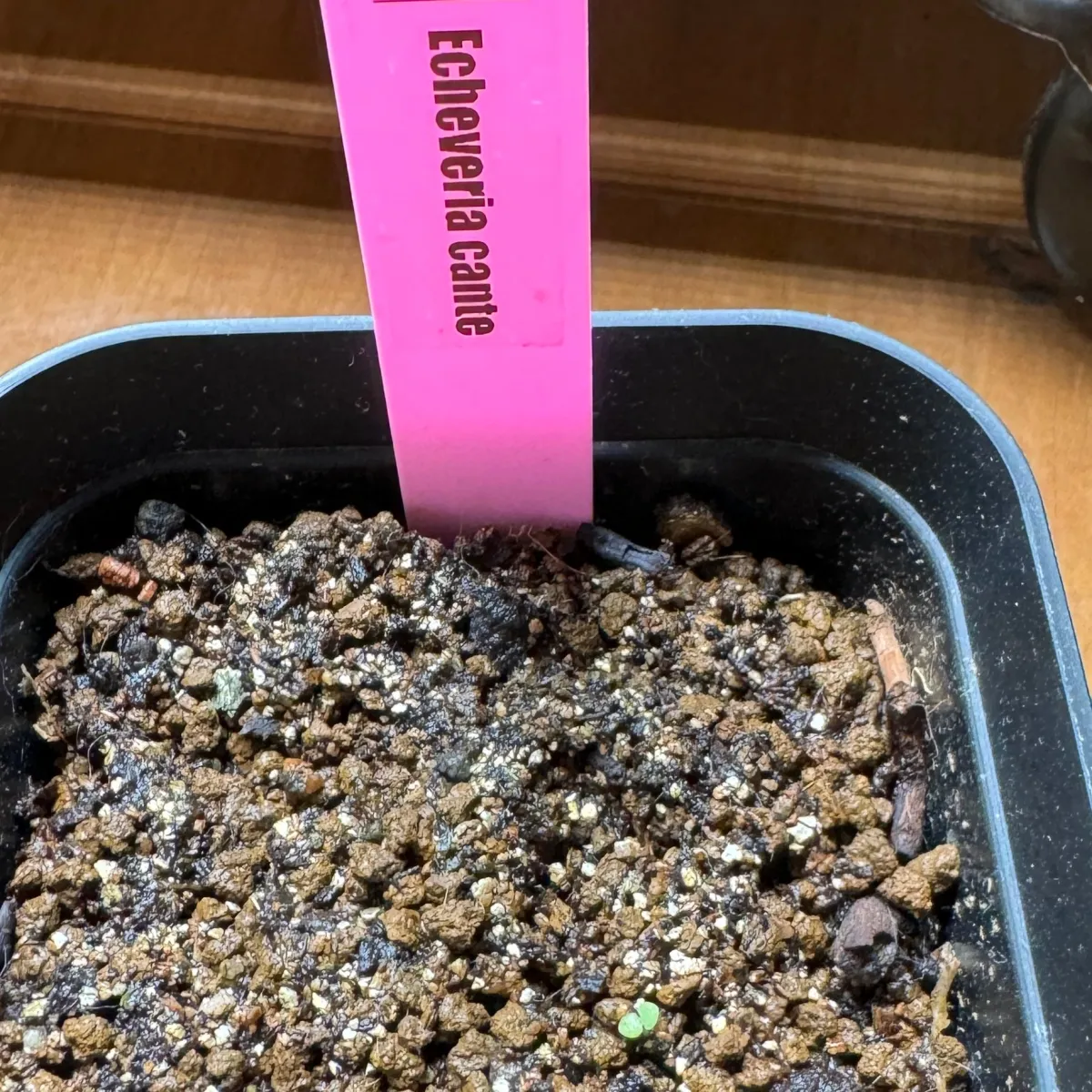 Echeveria cante (エケベリア カンテ)