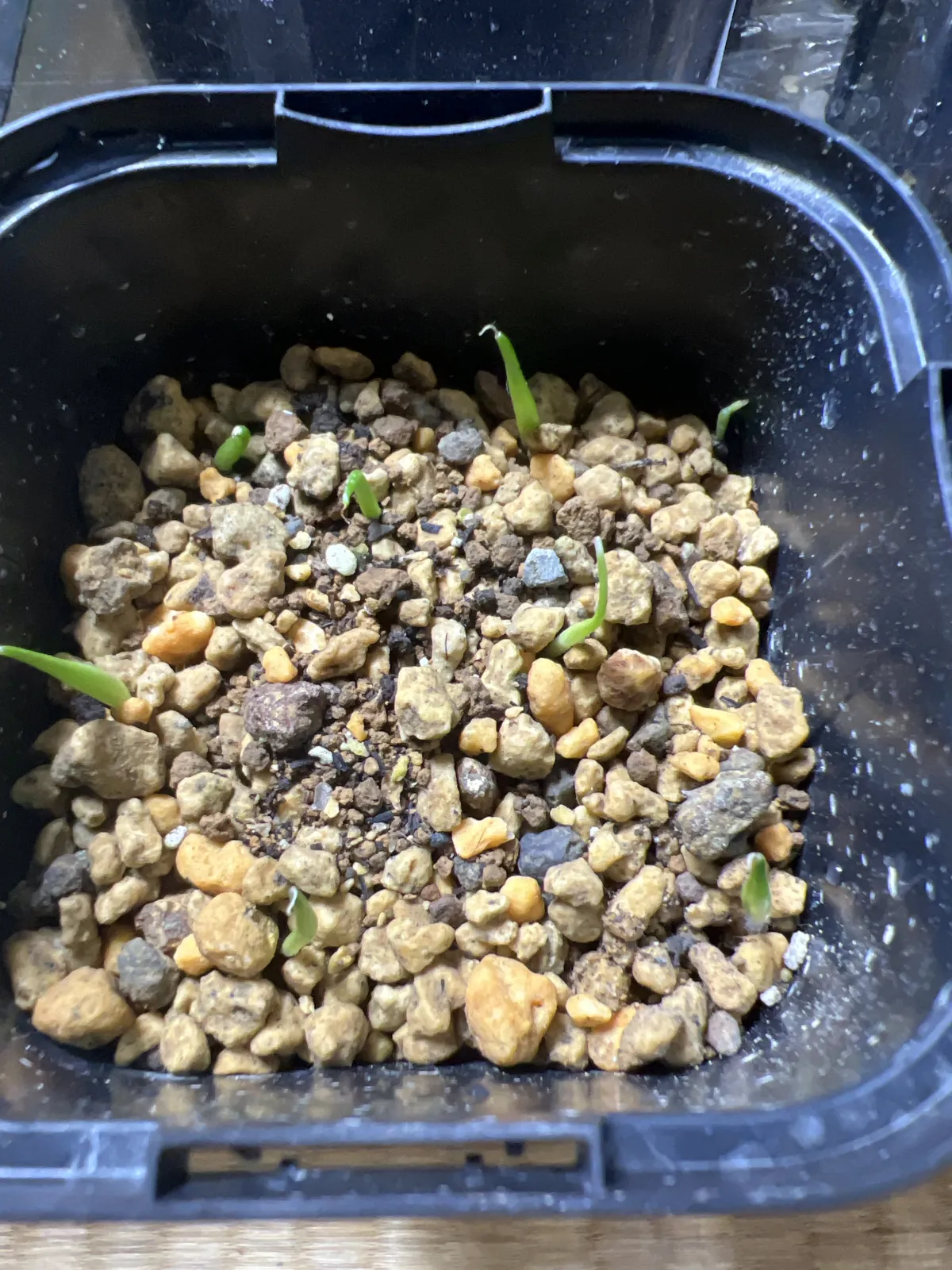 Agave victoriae-reginae var. compact (アガベ ビクトリアレジーナコンパクト)