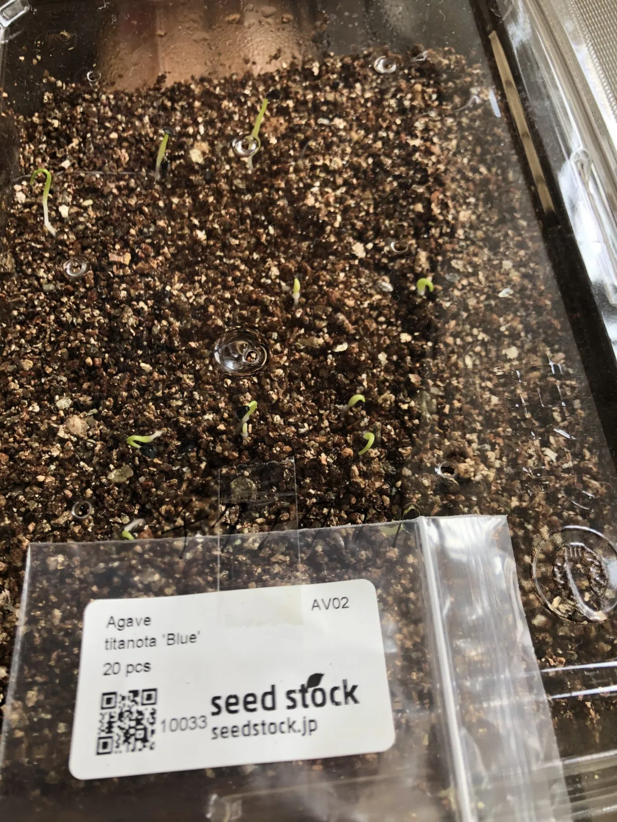 Agave titanota Blue Lot. (アガベ チタノタブルー)