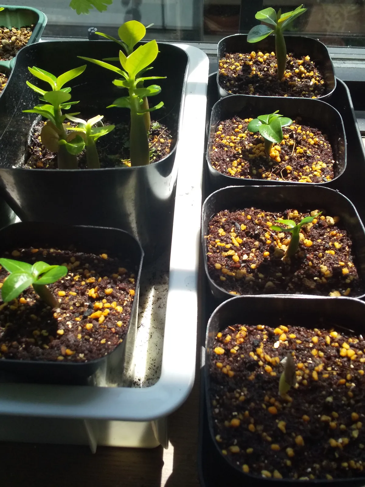 Adenium obesum (アデニウム ドーセットホーン)