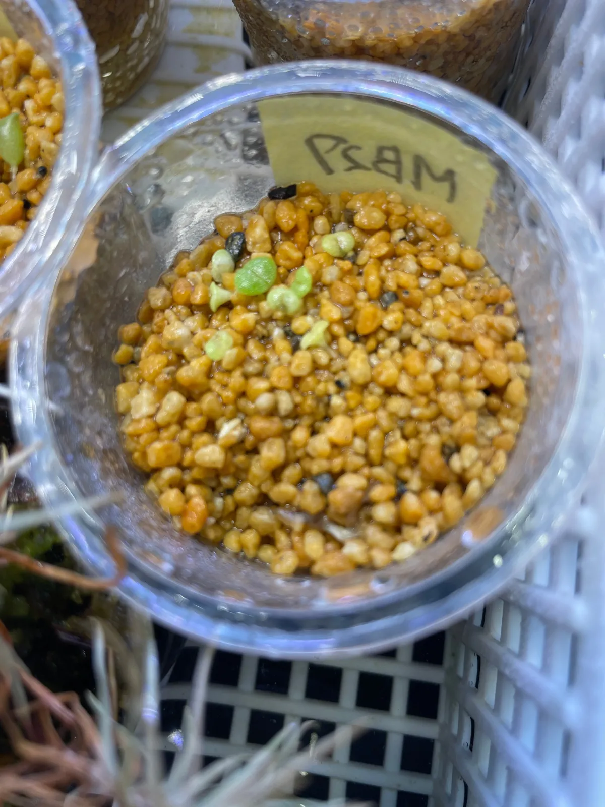 Mitrophyllum mitratum (ミトロフィルム ミトラツム)