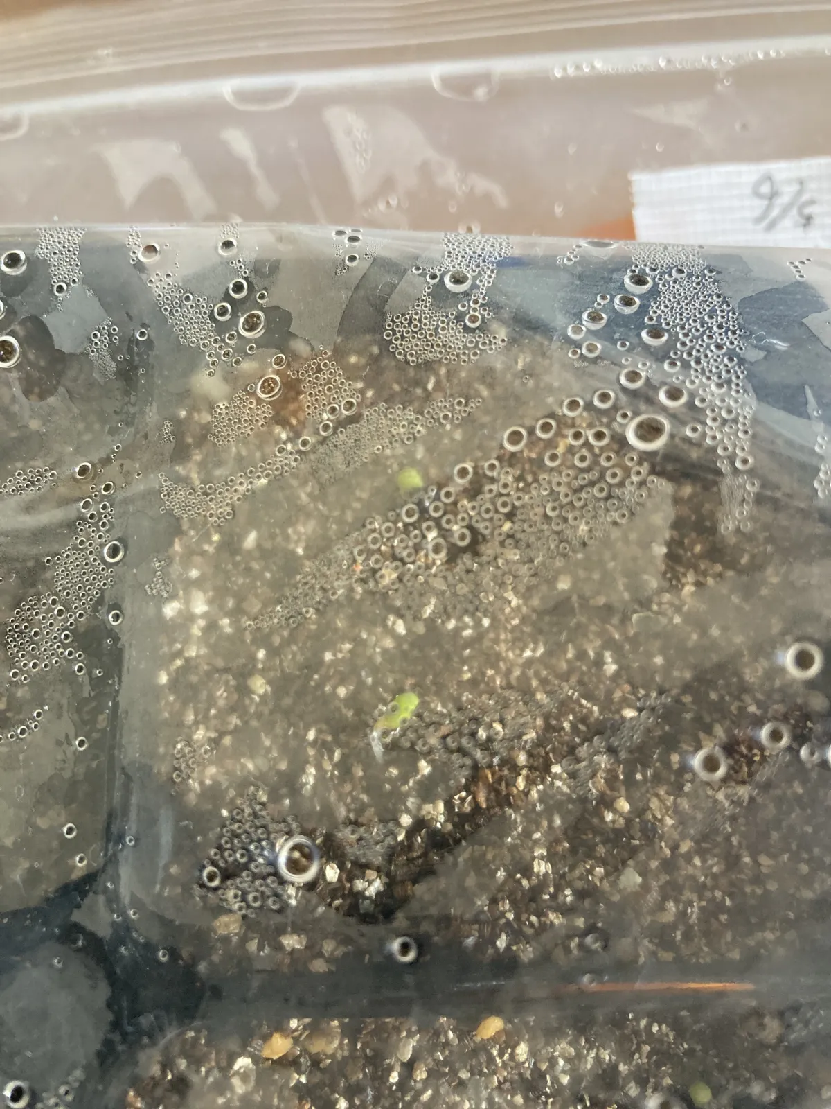 Astrophytum asterias cv. Super kabuto (アストロフィツム スーパー兜)