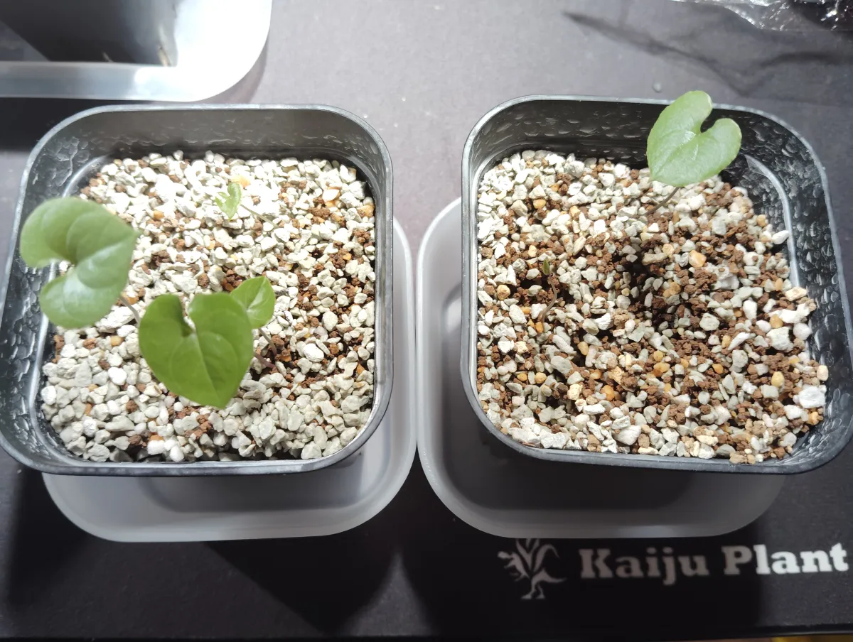 Dioscorea elephantipes (ディオスコレア エレファンティペス セレクション)