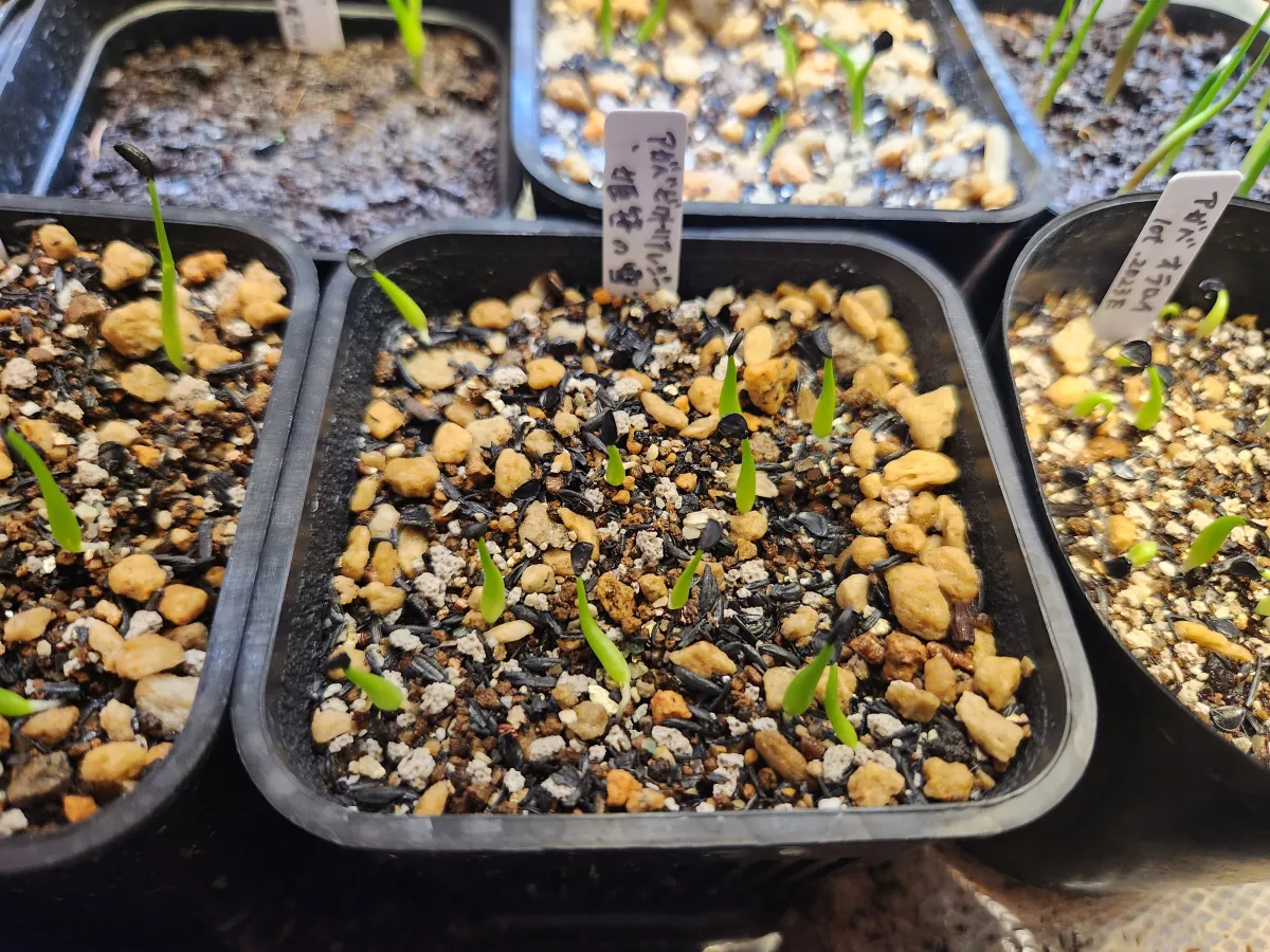 Agave victoriae-reginae var. compact (アガベ ビクトリアレジーナコンパクト)
