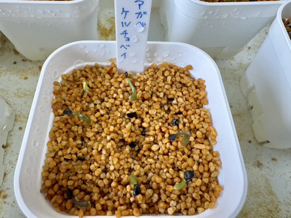 Agave kerchovei (アガベ ケルチョベイ)