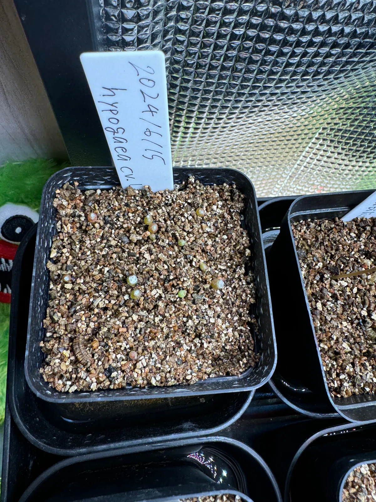 Copiapoa  hypogaea cv. Lizard Skin (コピアポア リザードスキン)