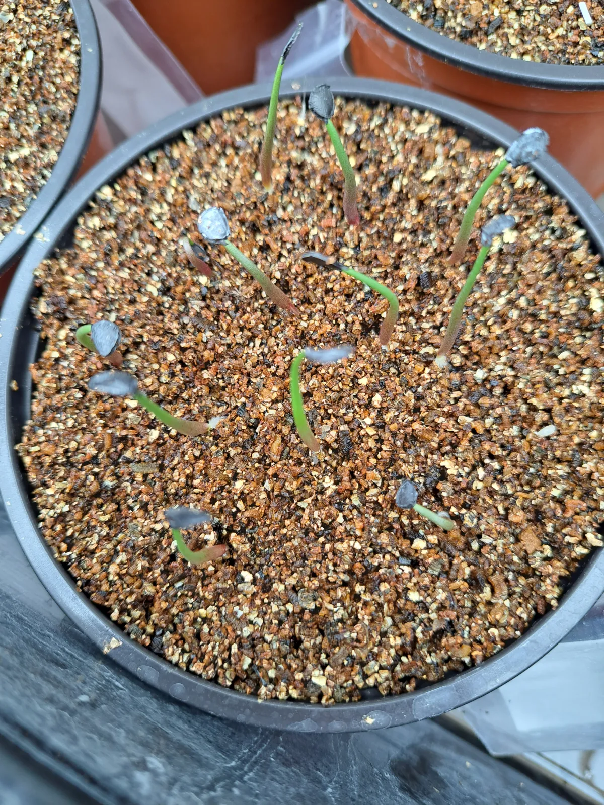 Agave temacapulinensis (アガベ テマカプリネンシス)