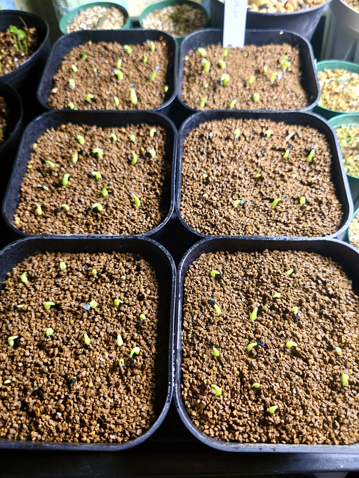Agave oteroi Lot. (アガベ オテロイ)