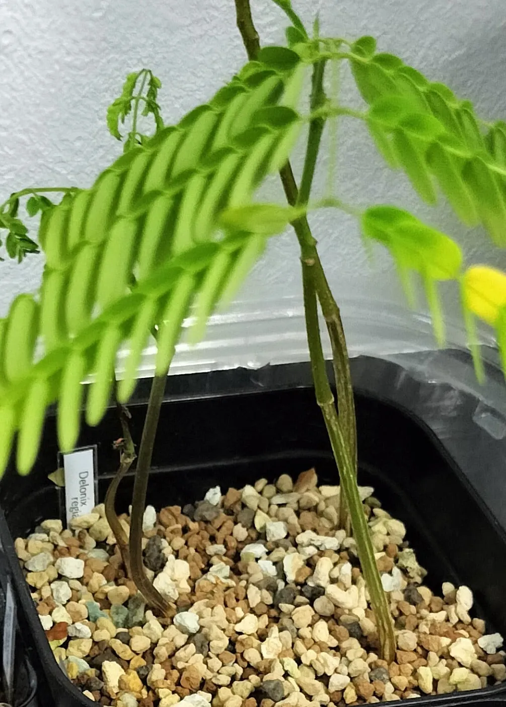 Delonix regia (デロニクス レジア 鳳凰木)