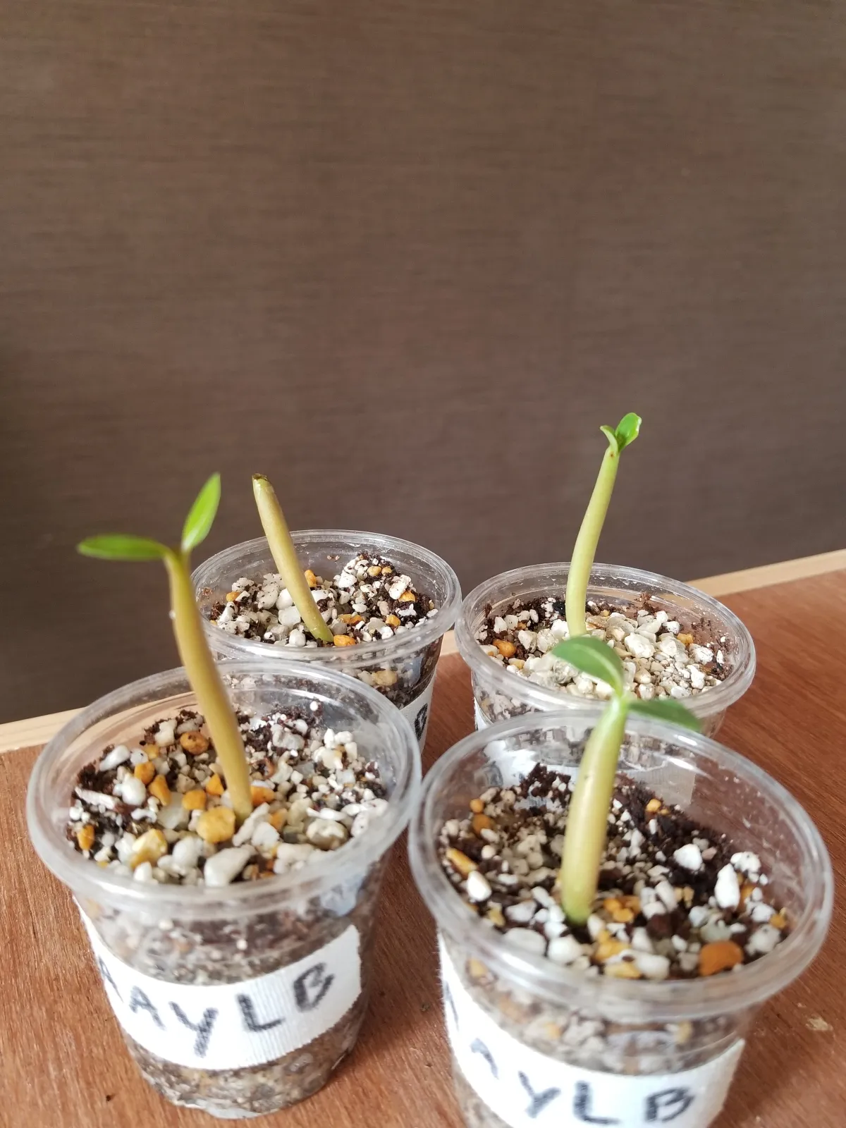 YLB Adenium arabicum Yak Lop Buri (アデニウム アラビカム)