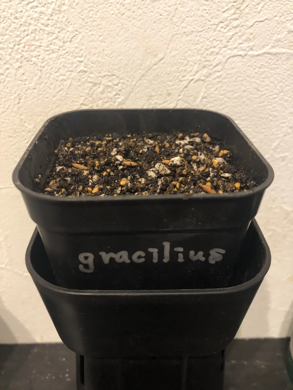 Pachypodium rosulatum var. gracilius ([無料種子] 発芽難 パキポディウム グラキリス　)