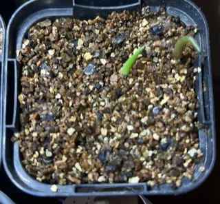 Agave titanota Blue Lot. (アガベ チタノタブルー)
