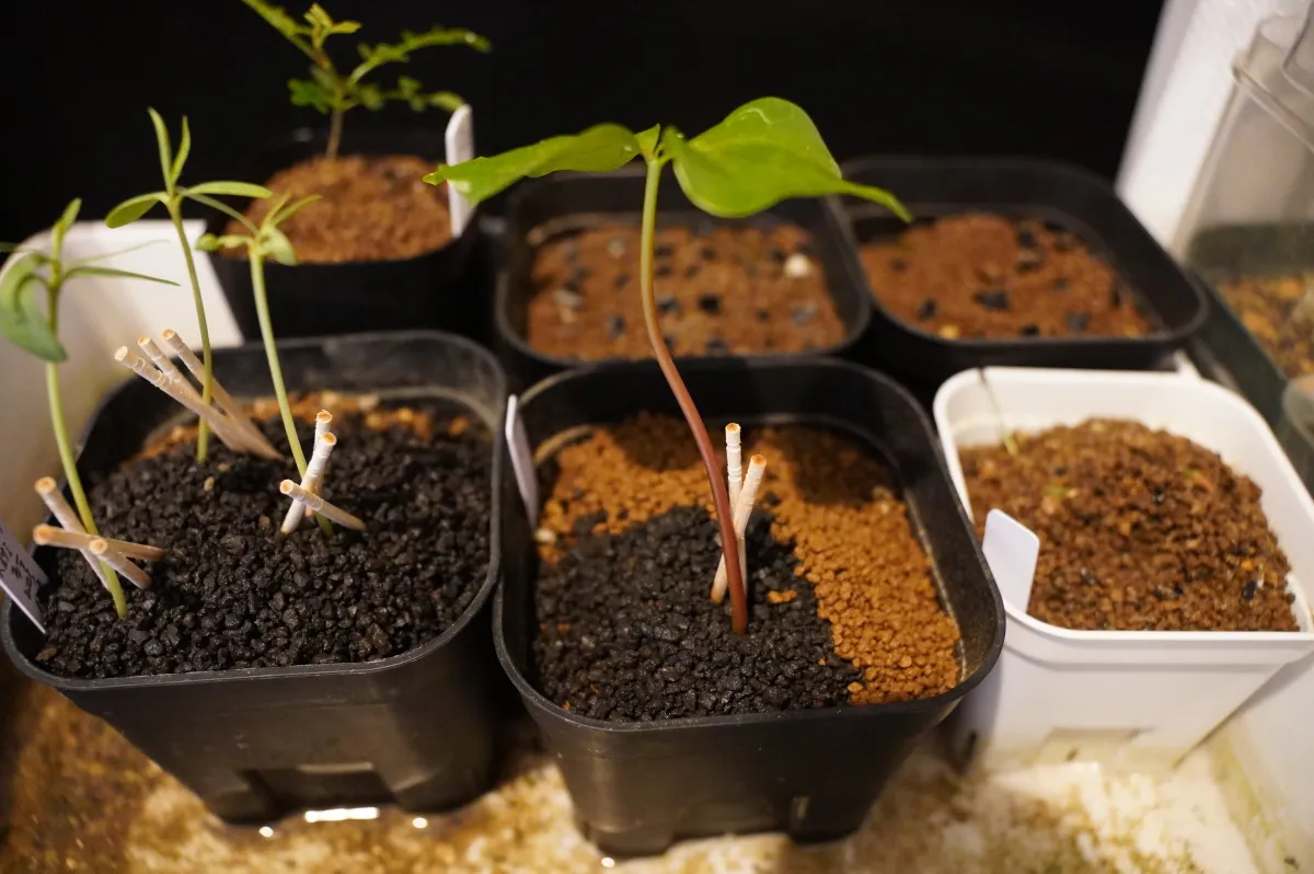 Commiphora neglecta (コミフォラ ネグレクタ)