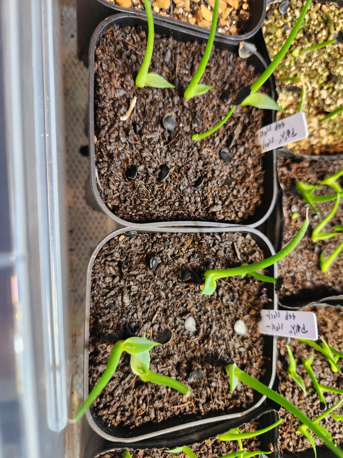 Agave parryi ssp. parryi (アガベ パリー)