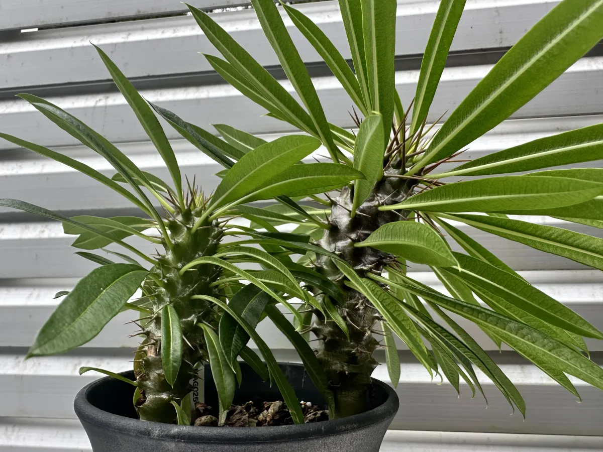 Pachypodium lamerei (パキポディウム ラメレイ)