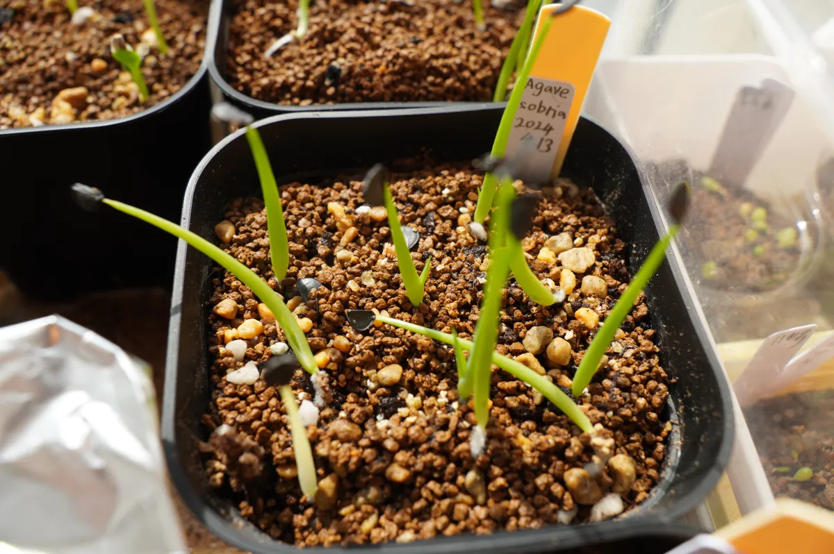 Agave sobria subsp. sobria (アガベ ソブリア)