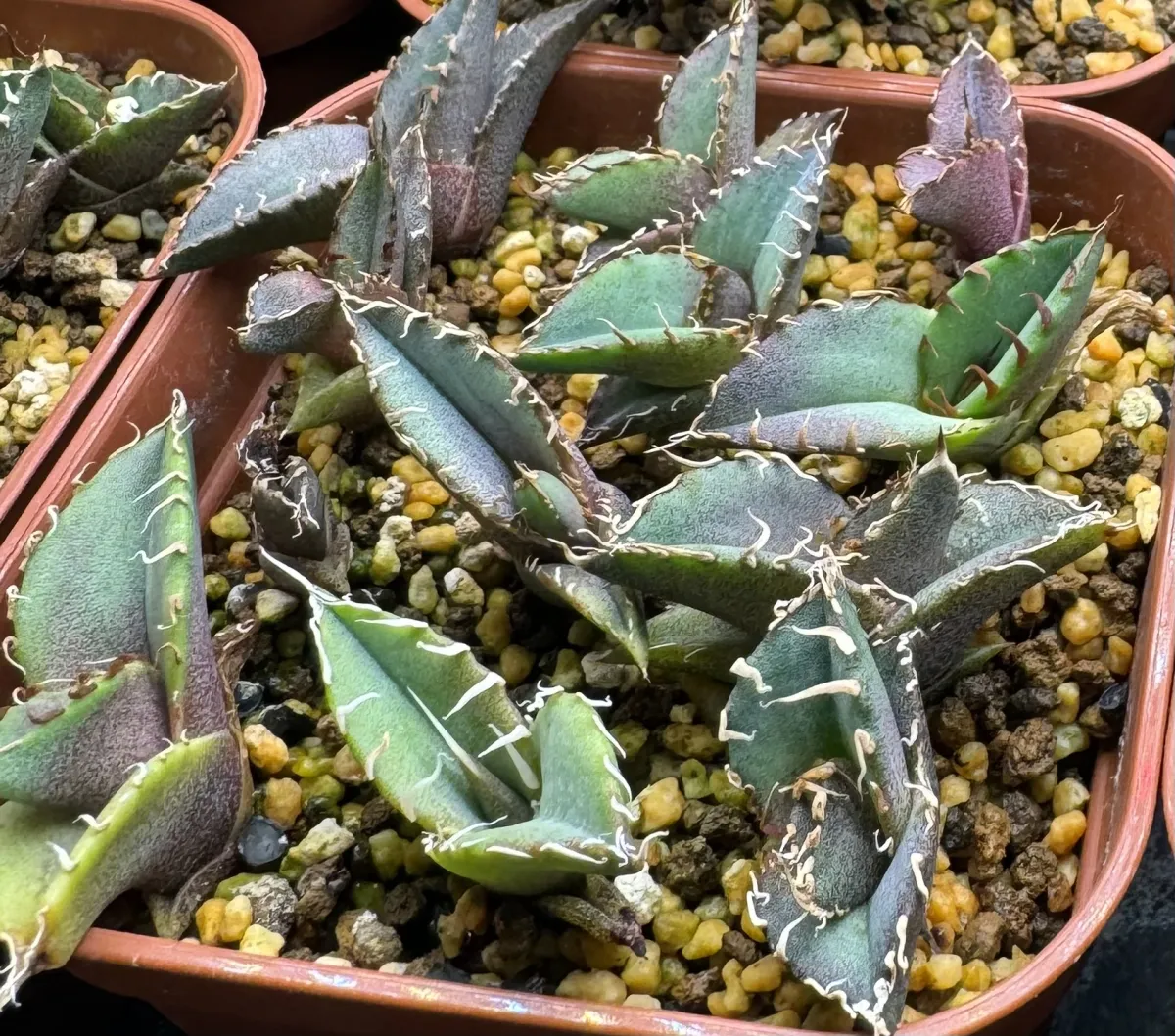 Agave oteroi Lot. (アガベ オテロイ)