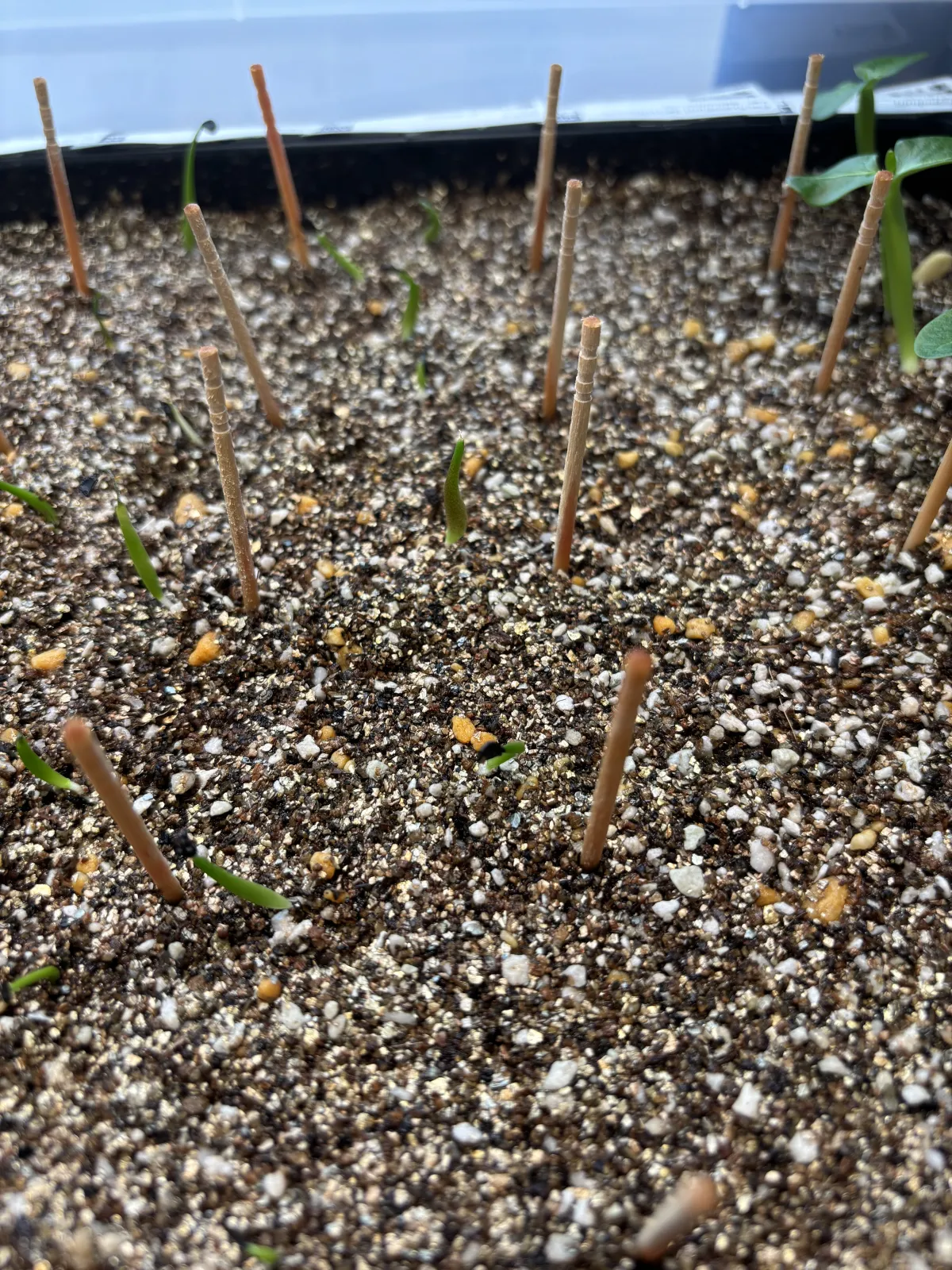 Agave oteroi Lot. (アガベ オテロイ)