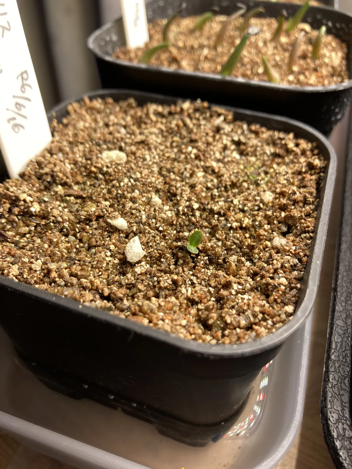 Pachypodium rosulatum var. gracilius ([無料種子] 発芽難 パキポディウム グラキリス　)