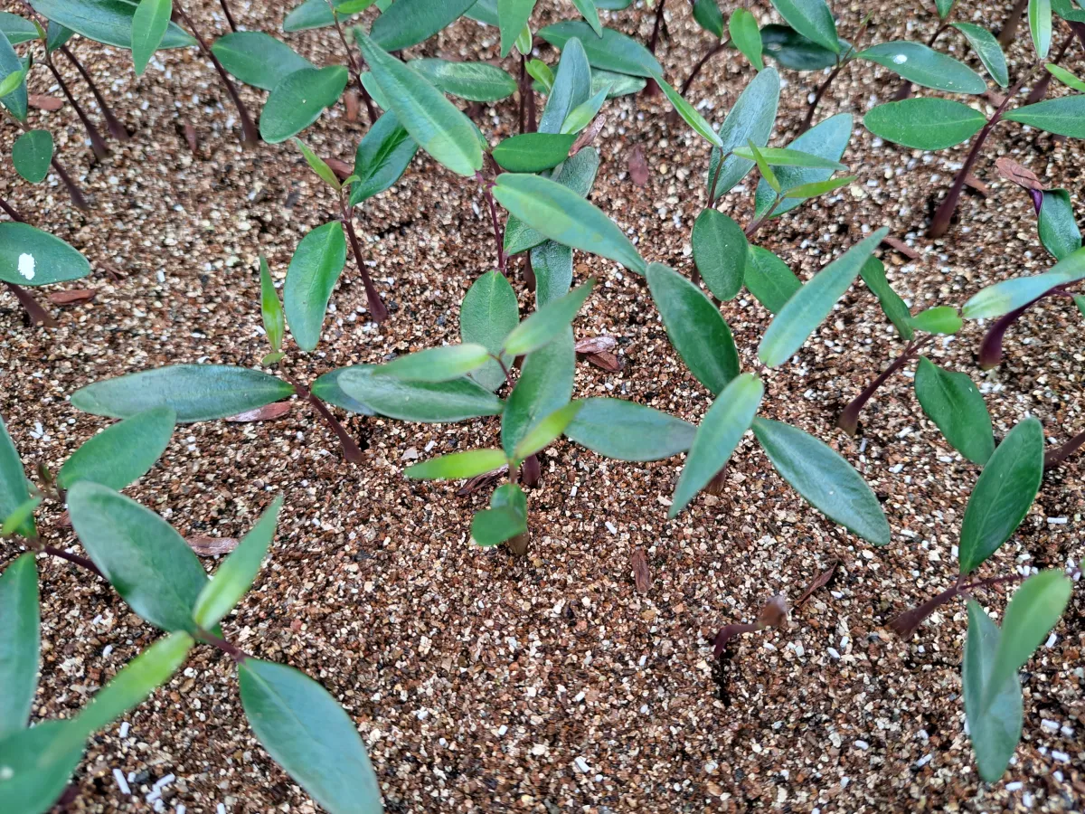 Petopentia natalensis (ペトペンチア ナタレンシス)