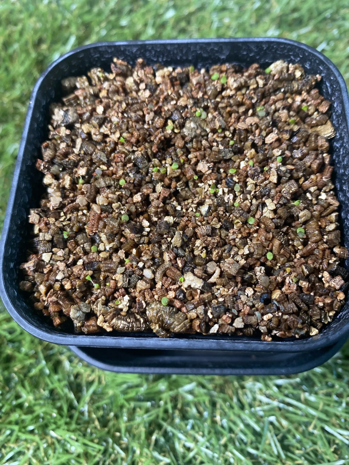 Lithops Mix Seeds (リトープス ミックス)
