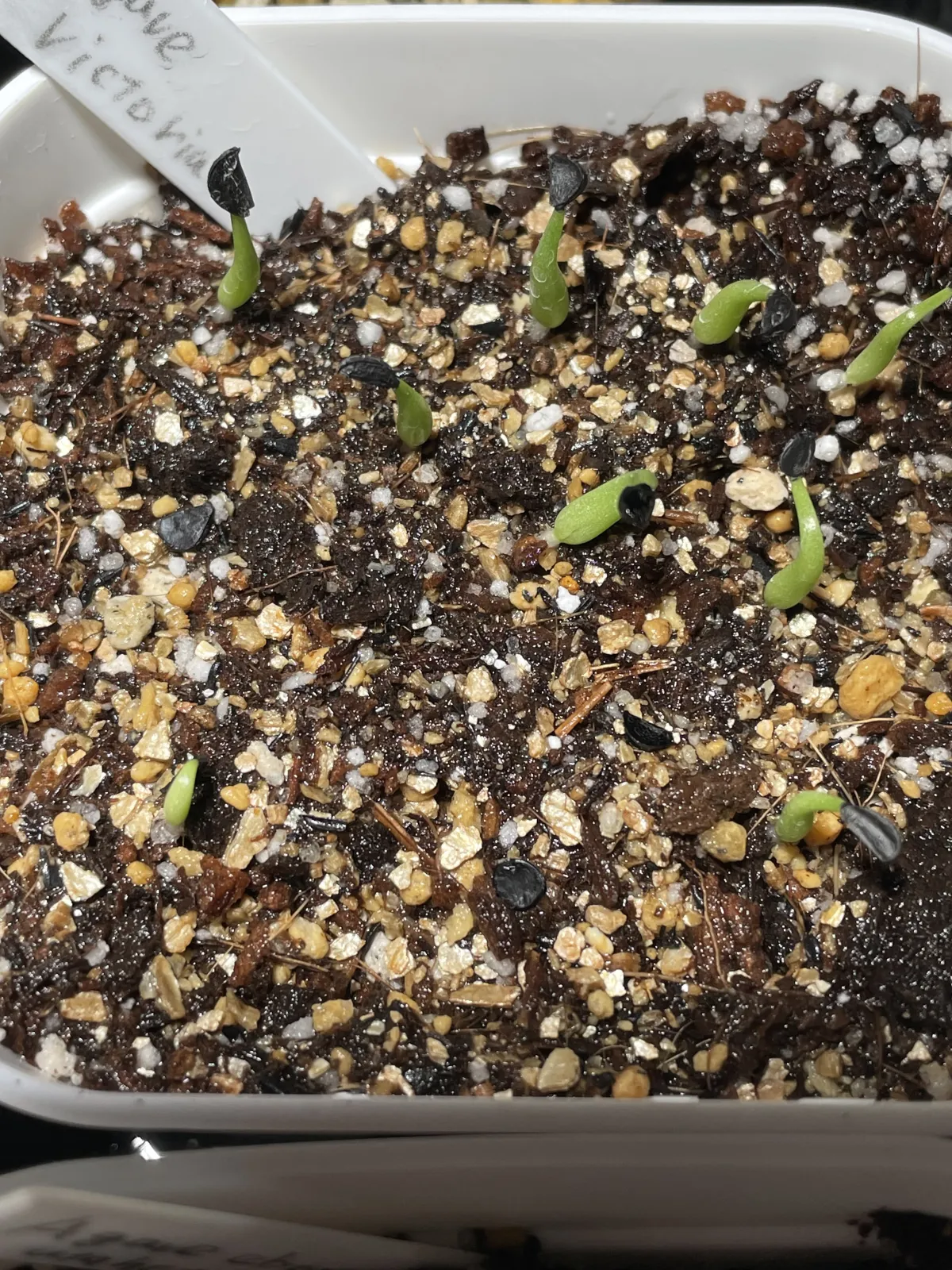 Agave victoriae-reginae ssp. victoriae-reginae (アガベ ビクトリアレジーナエ 笹の雪)
