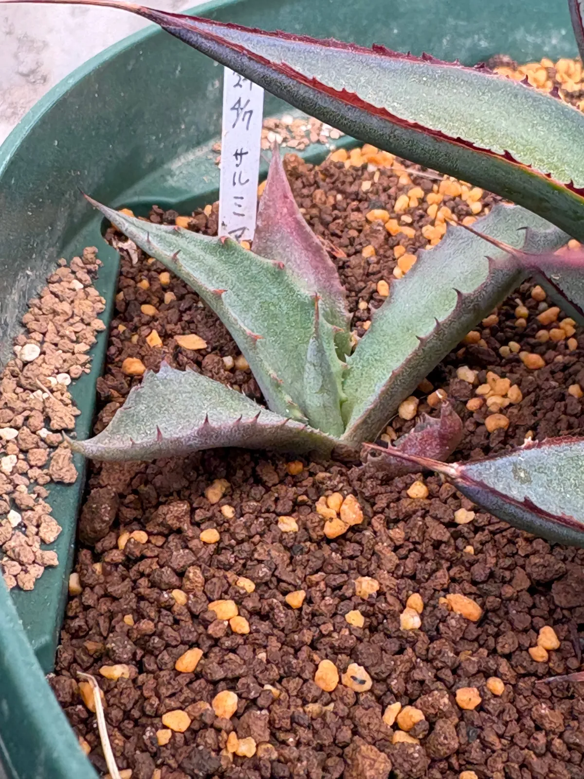 Agave salmiana ssp. salmiana (アガベ サルミアナ)