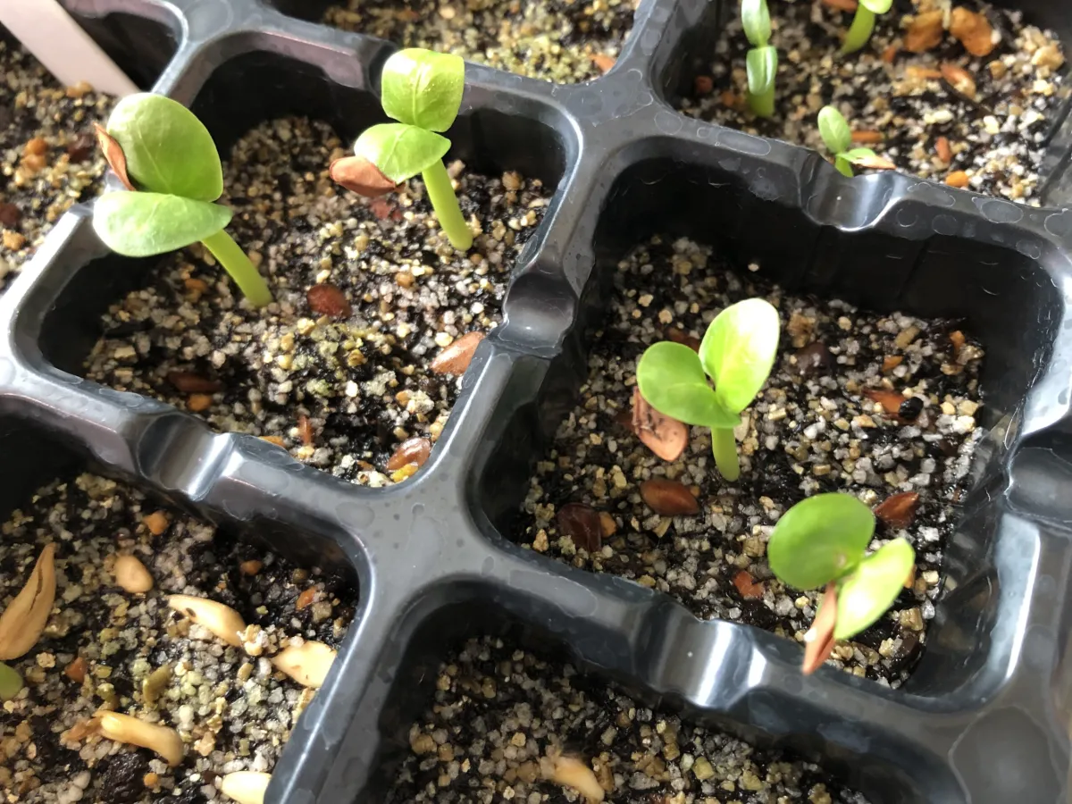 Pachypodium saundersii (パキポディウム サンデルシー)